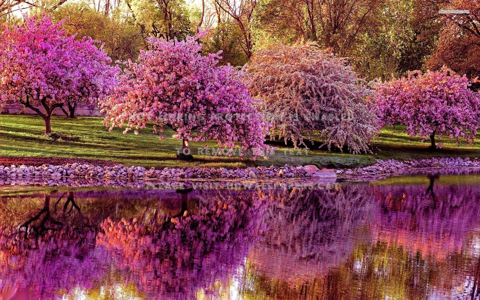 blooming springtime landscape lake trees