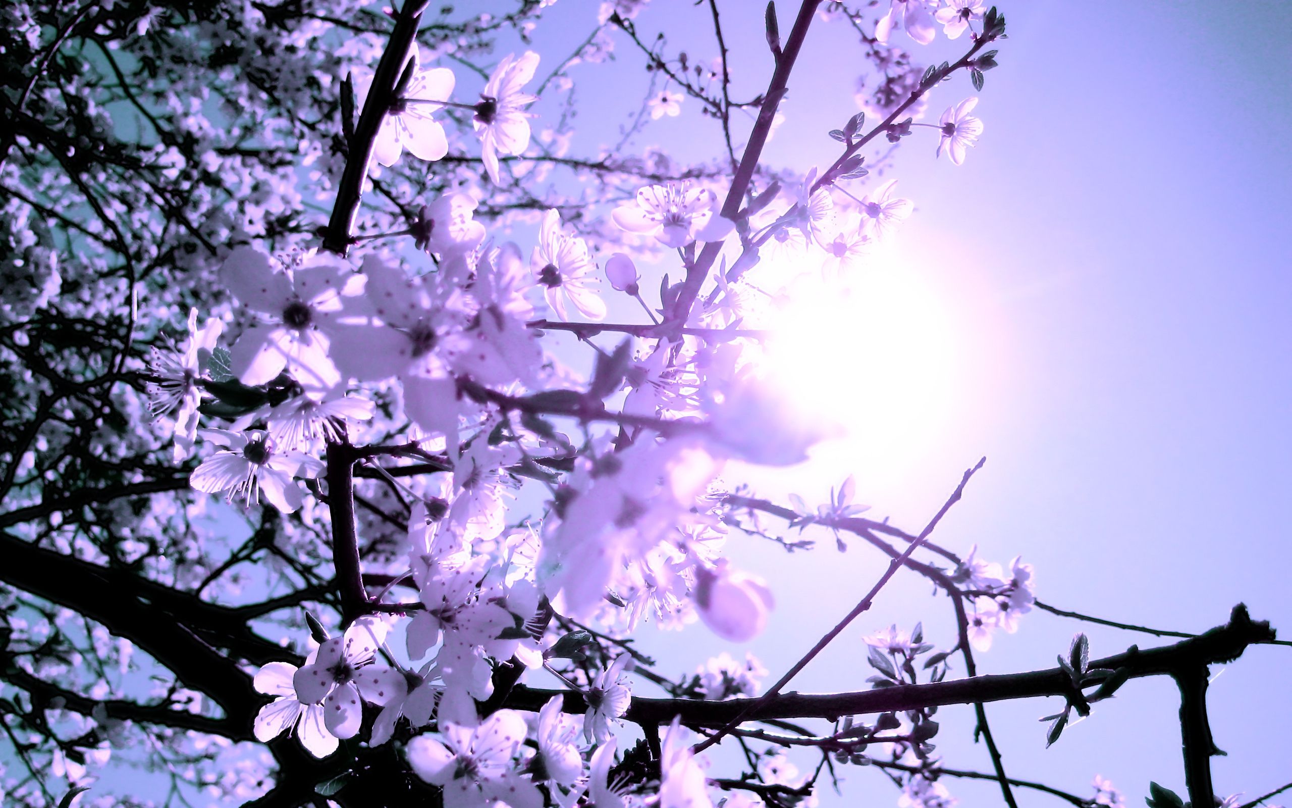 Wallpaper, 2560x1600 px, blossoms, branches, flowers, spring, tree 2560x1600