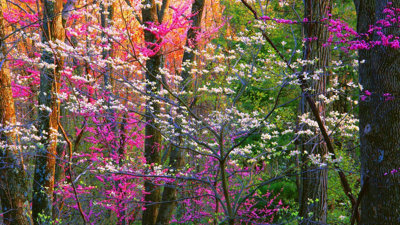 Spring Forest Trees 1366x768 Resolution HD 4k Wallpaper, Image, Background, Photo and Picture