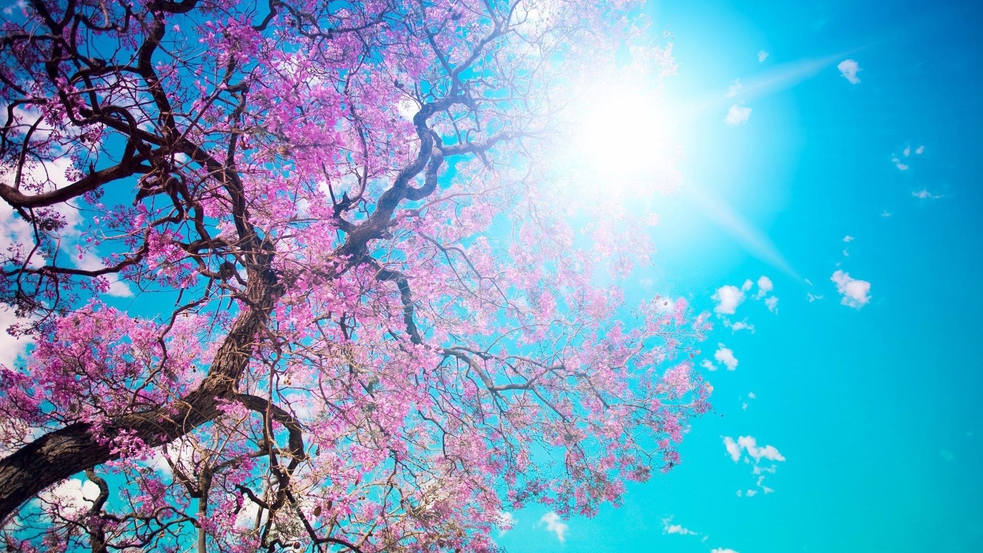 Free download Pink On Spring Tree HD Wallpaper Nature Wallpaper [1920x1166] for your Desktop, Mobile & Tablet. Explore Pink Nature Wallpaper. Pink Background Wallpaper, Pink and Black Wallpaper Background