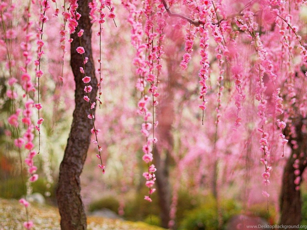 Beautiful Spring, Pink Flowers Bloom, Trees Wallpaper, Beautiful HD. Desktop Background