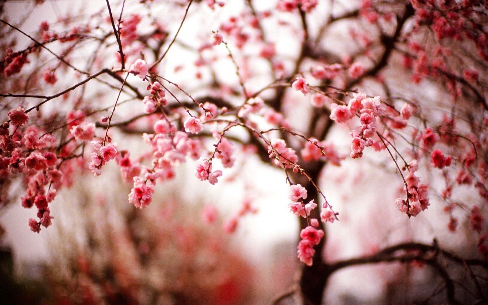 Wallpaper, trees, food, red, branch, cherry blossom, pink, spring, tree, leaf, flower, plant, season, petal, produce, close up, macro photography 1920x1200