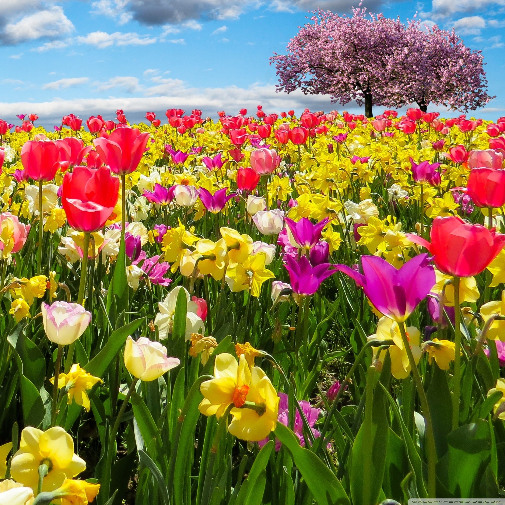 Spring Trees and Flowers Ultra HD Desktop Background Wallpaper for 4K UHD TV, Widescreen & UltraWide Desktop & Laptop, Multi Display, Dual Monitor, Tablet