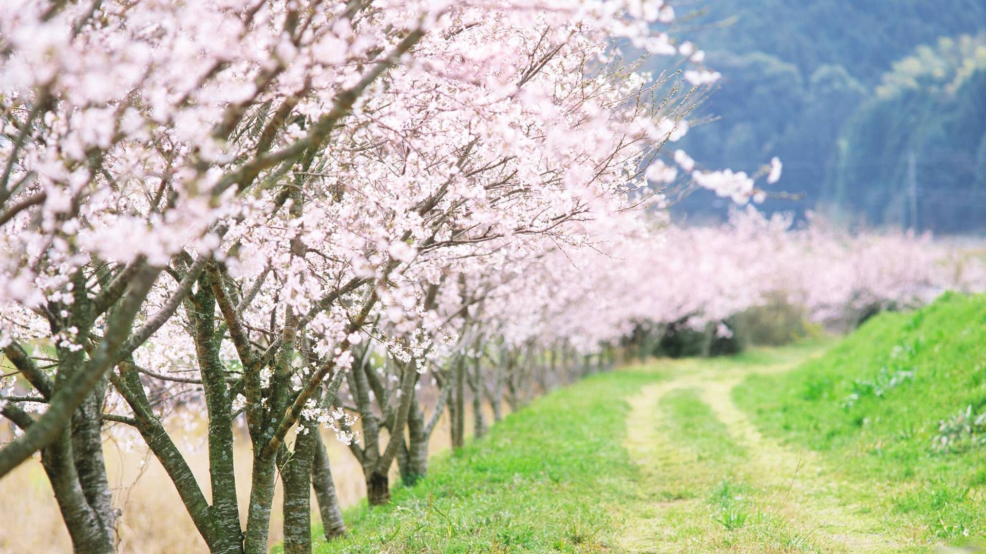 Download wallpaper 1920x1080 spring, trees, flowering, garden, road, country HD background
