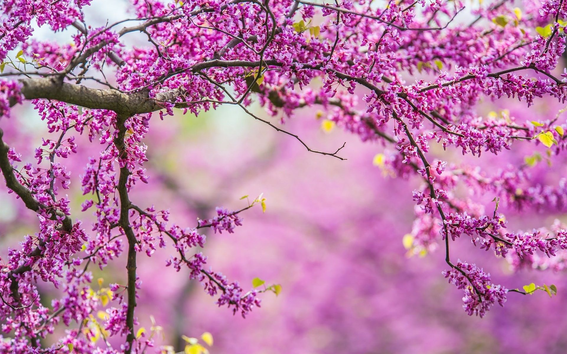 Wallpaper Spring, tree, branches, pink flowers 1920x1200 HD Picture, Image