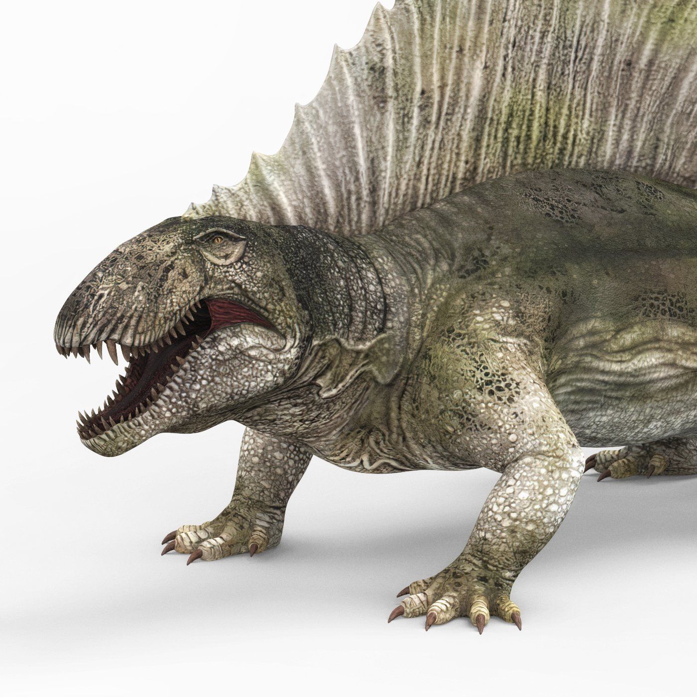 Dimetrodon Dinosaur 3D Model