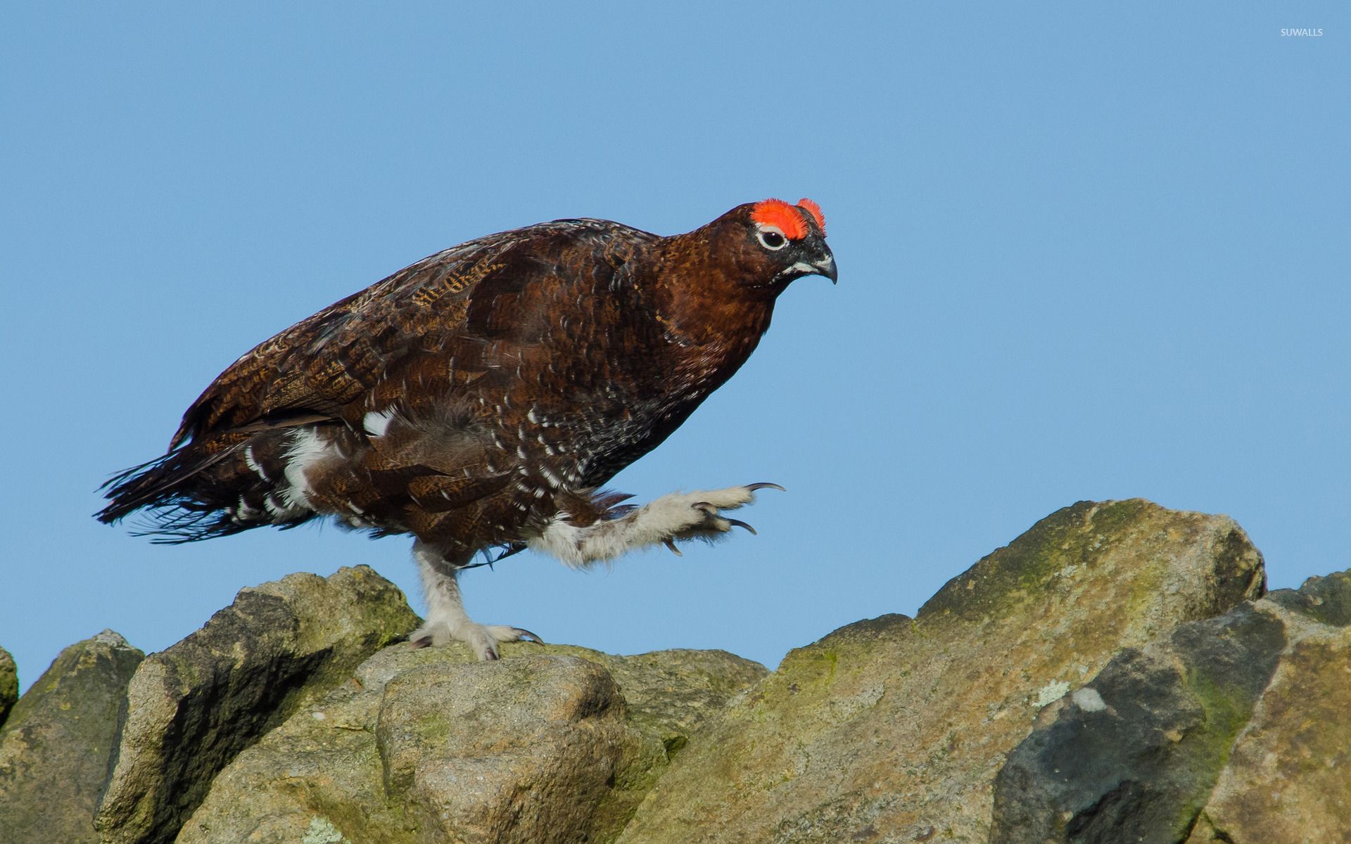 Grouse wallpaper wallpaper