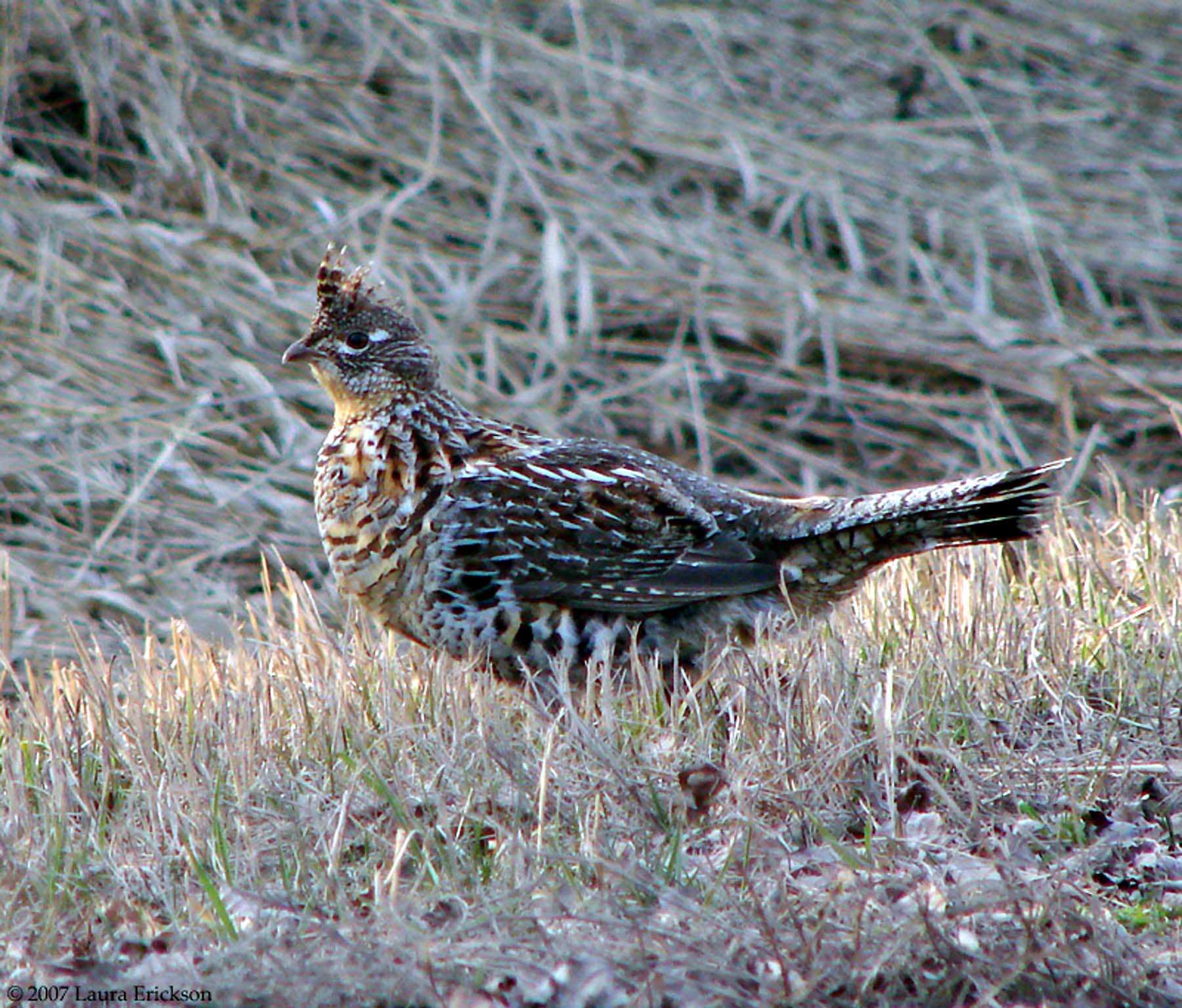 Grouse Wallpapers - Wallpaper Cave