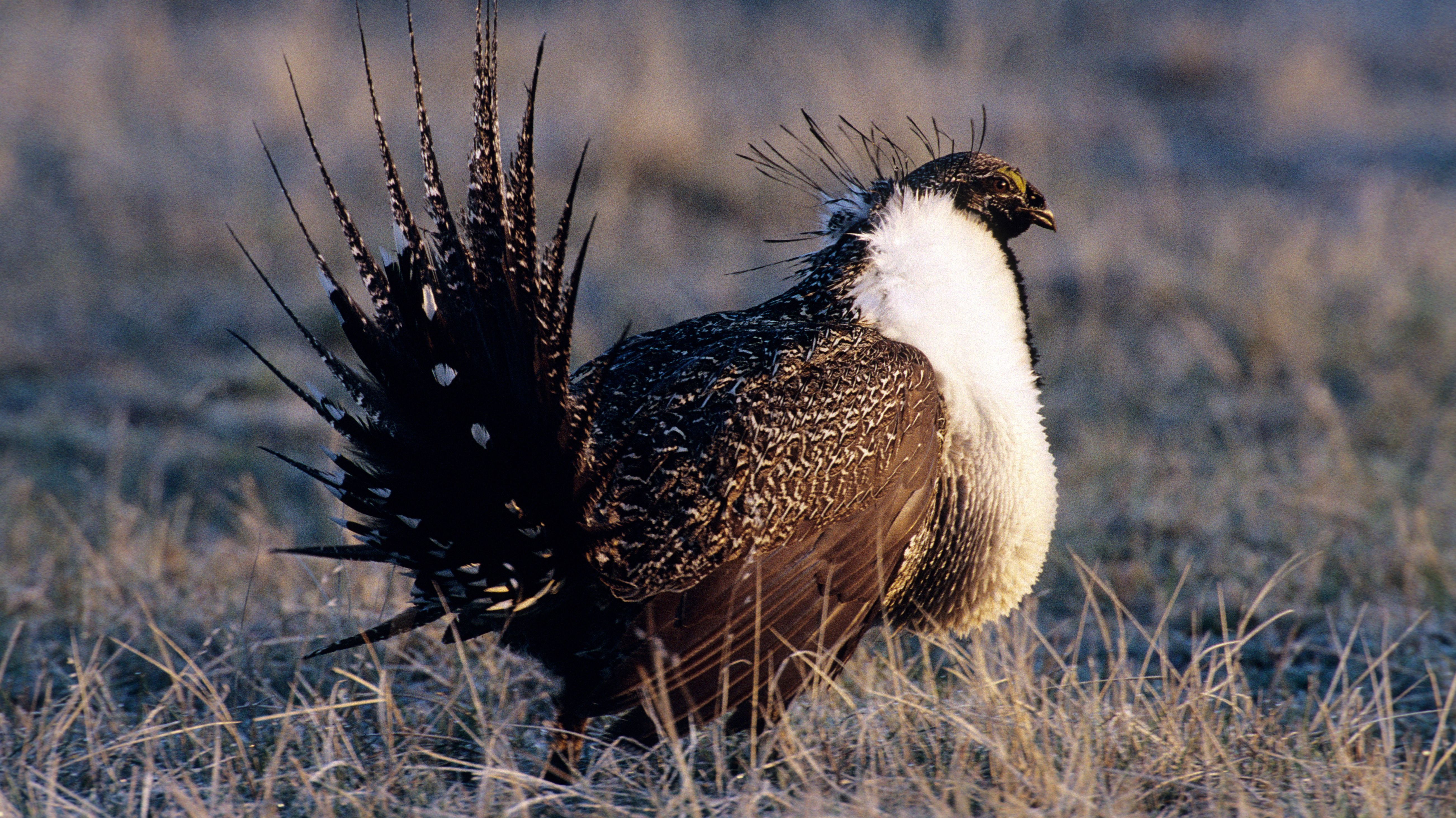 From Battle To Birds: Drones Get Second Life Counting Critters