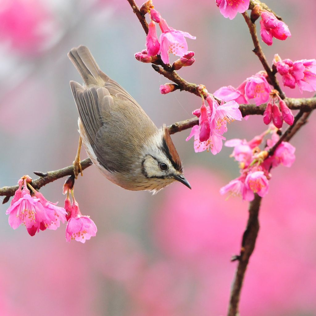 Google Image Result For Wp Content Uploads 2009 0. Spring Birds, Spring Picture, Spring Photography