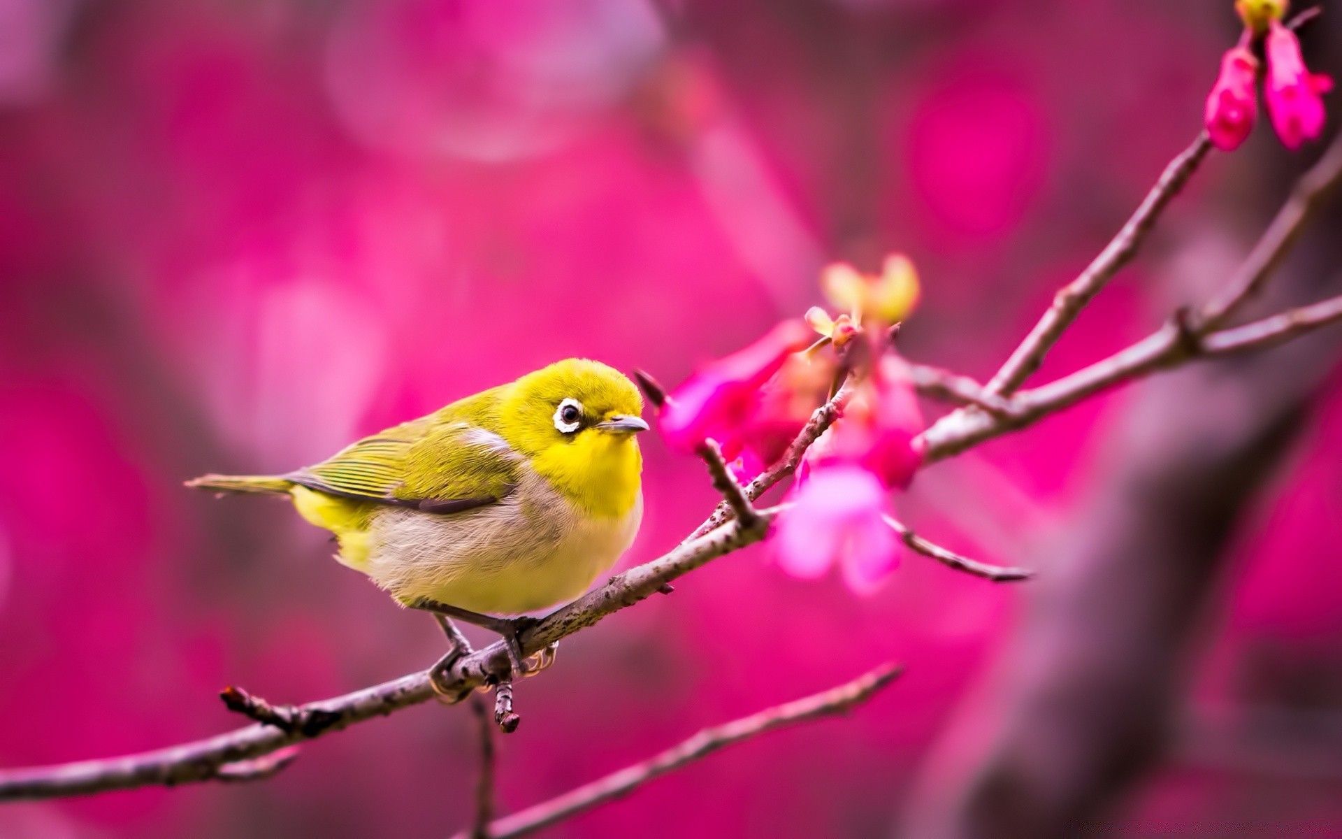 Yellow Bird Springtime