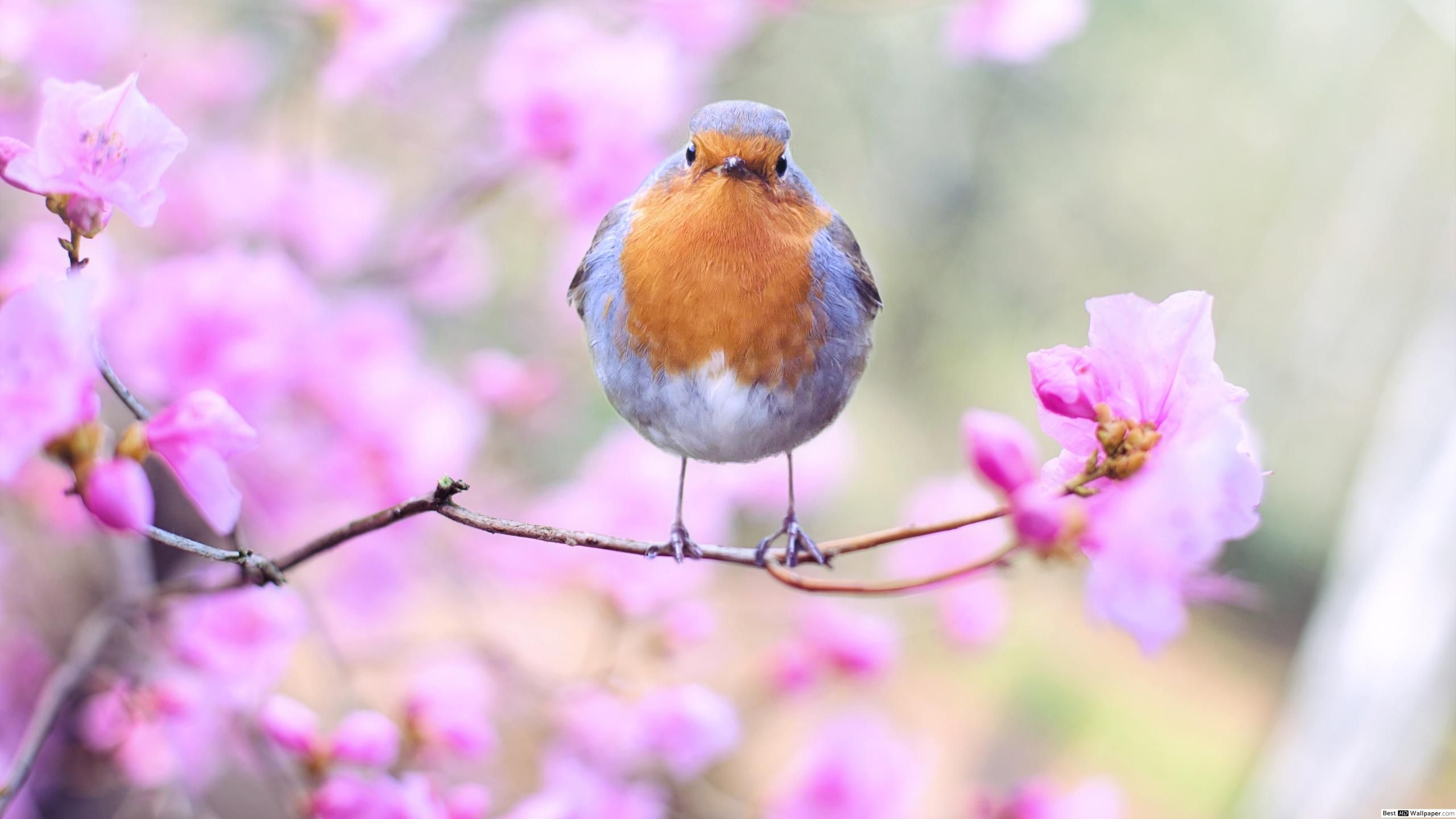 Spring bird Robin in a pink flower twig HD wallpaper download