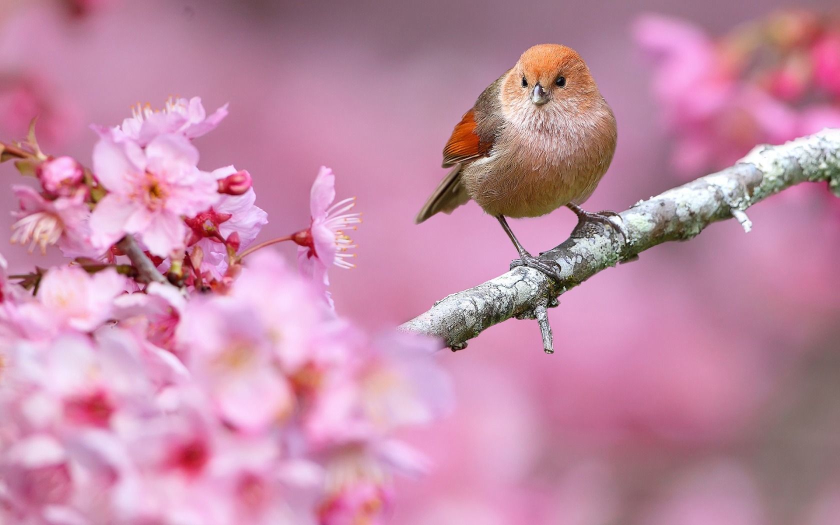 cute pets ^_^. Nature birds, Bird, Spring flowers wallpaper