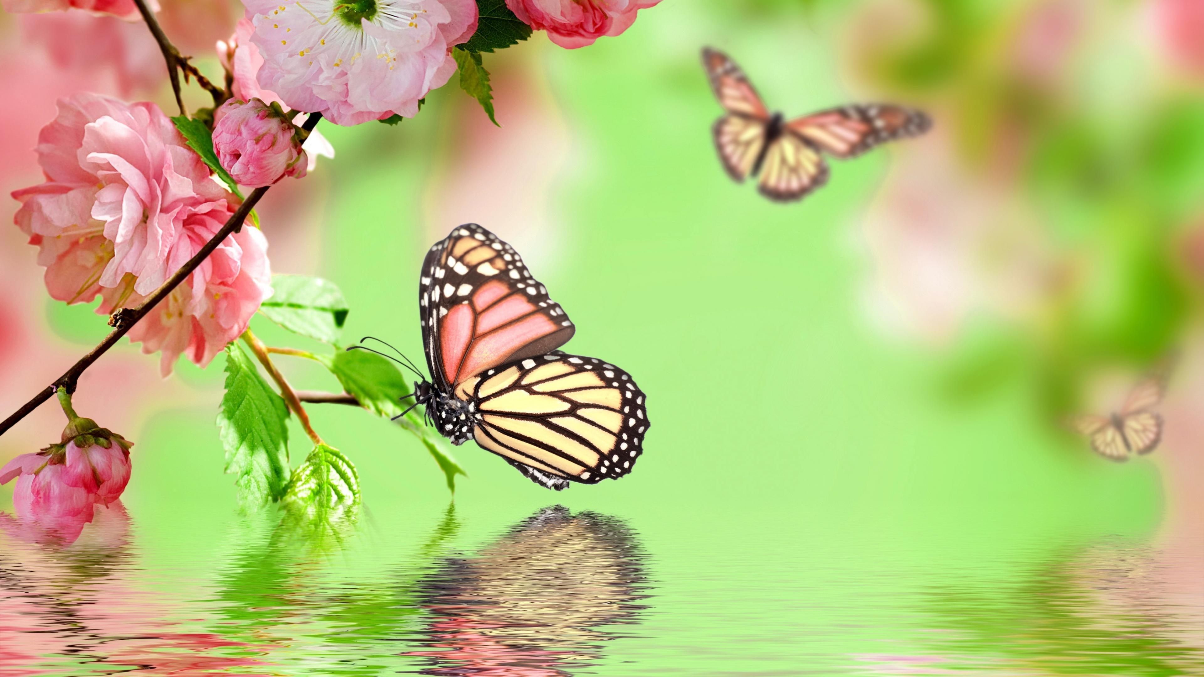 Water and Butterflies Wallpaper