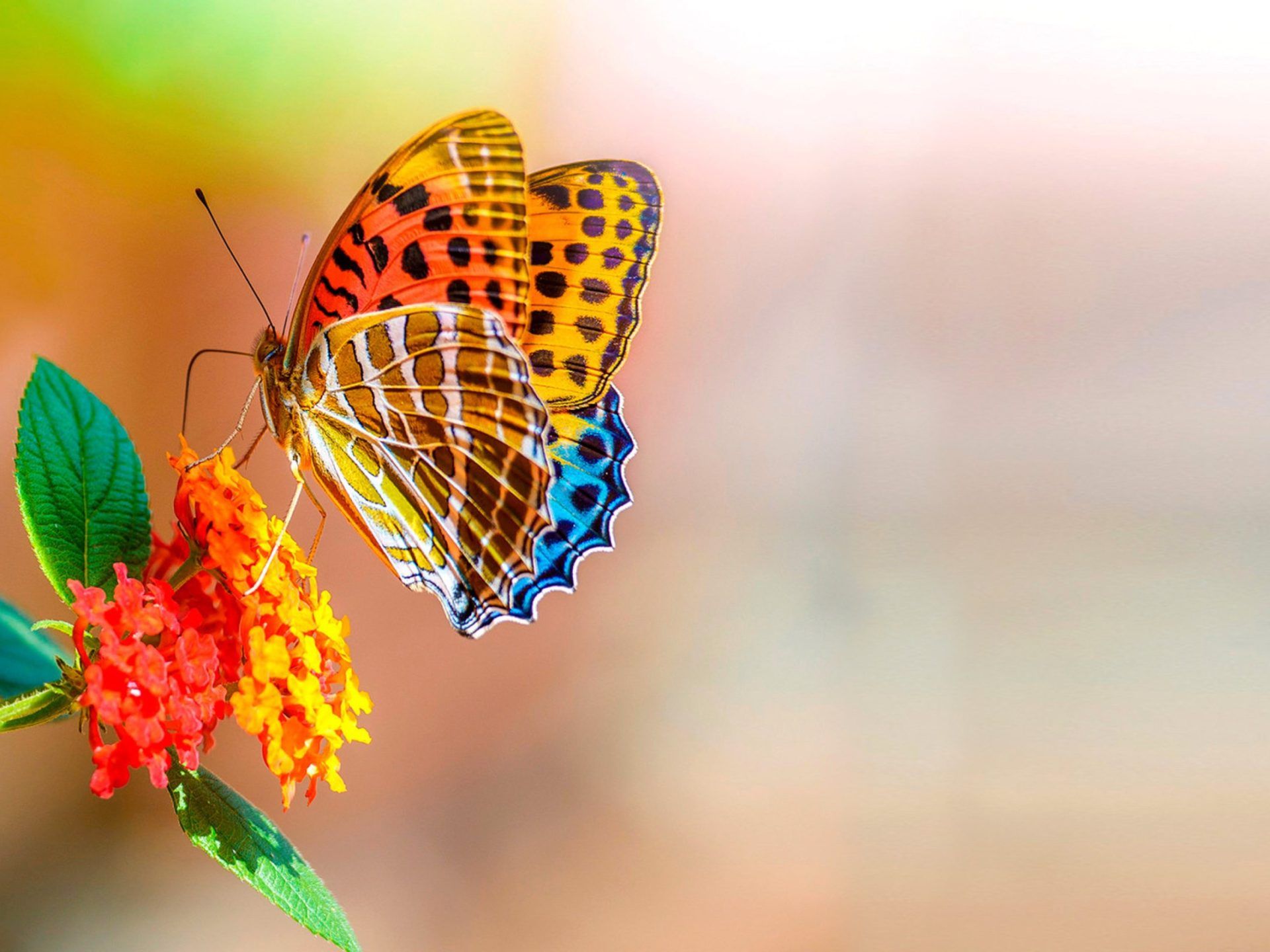 Colorful Butterfly On Flower Macro Bokeh Flowers 4k Ultra HD Wallpaper For Desktop, Wallpaper13.com