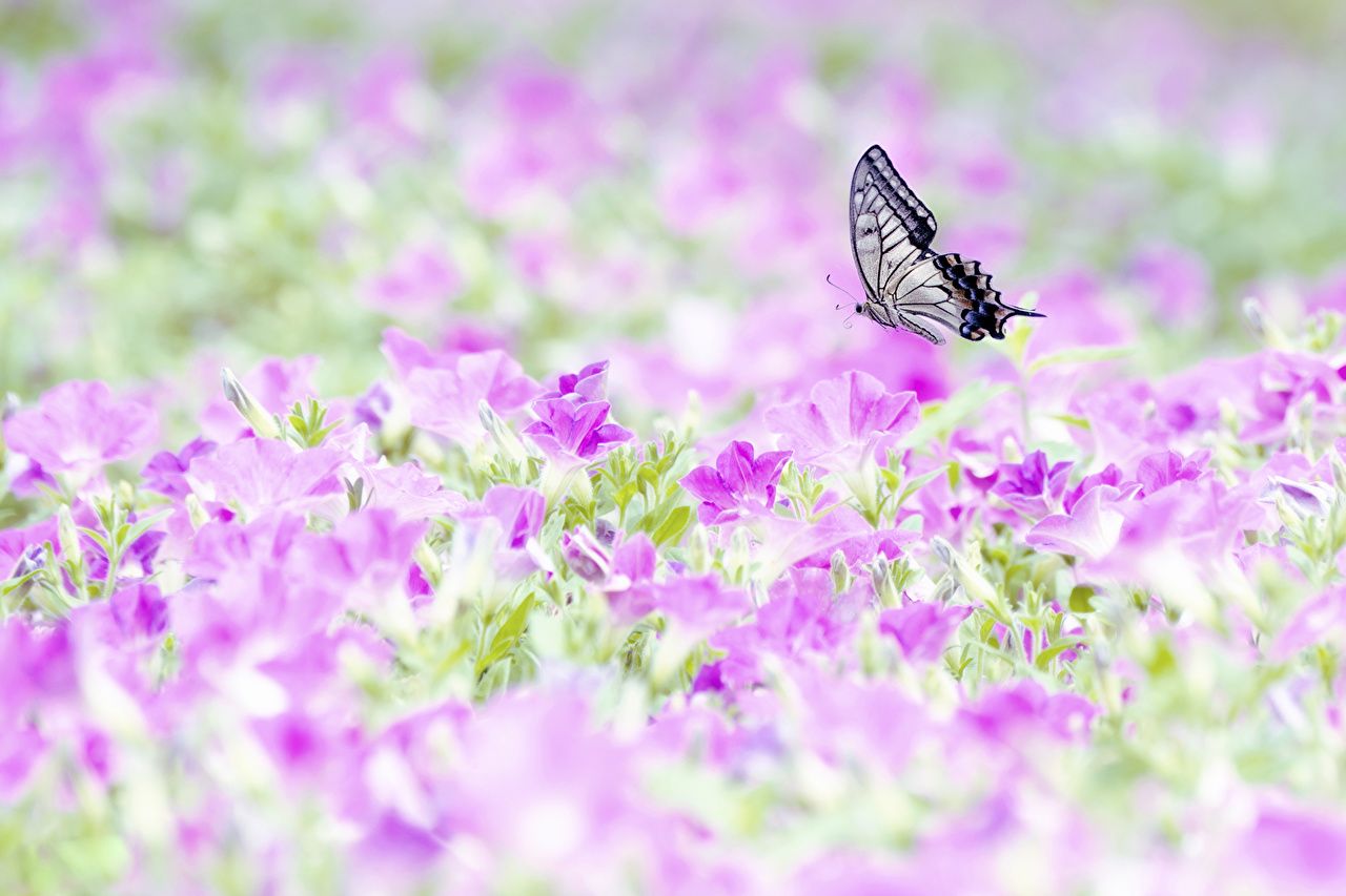 Desktop Wallpaper butterfly flower animal
