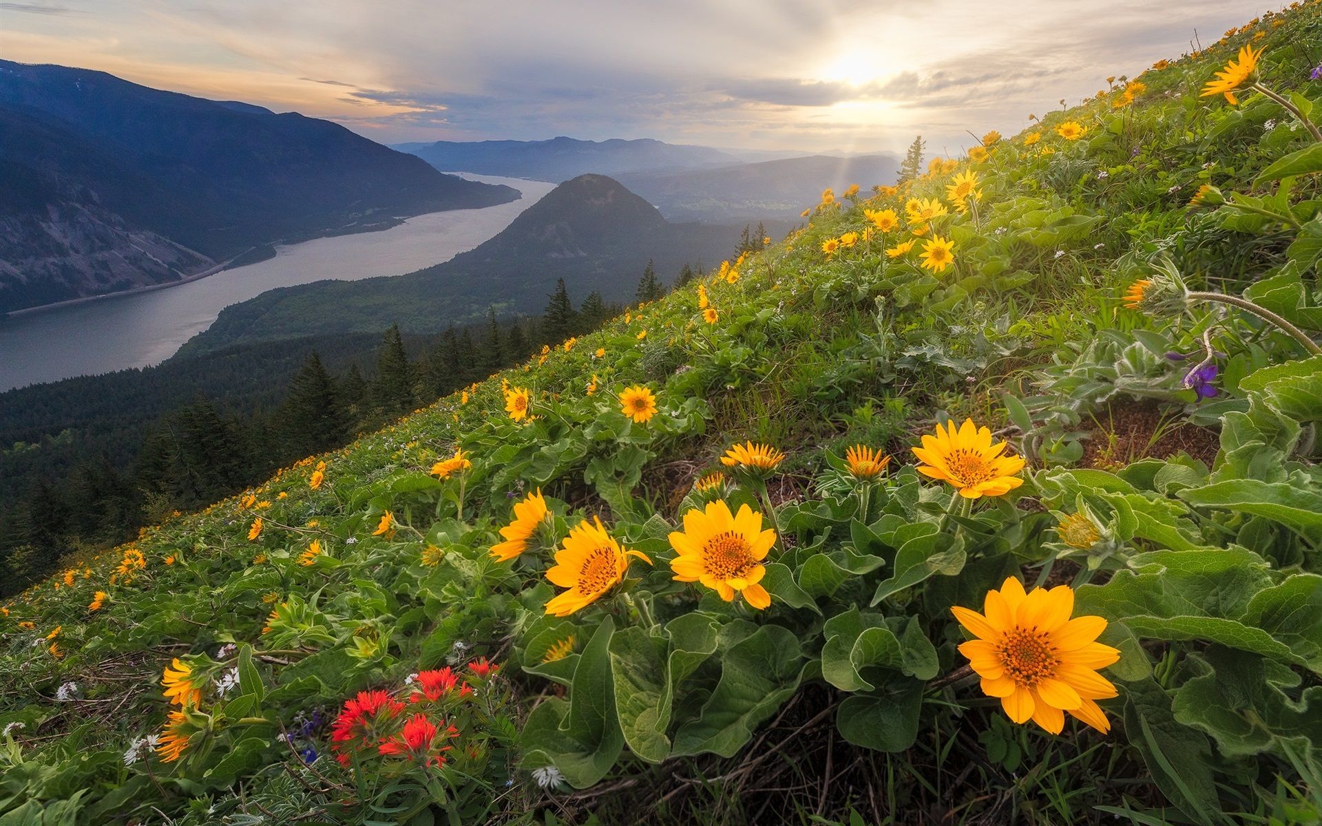 Wallpaper Dog Mountain, Yellow Flowers, Slope, Cascade Range With River And Flowers
