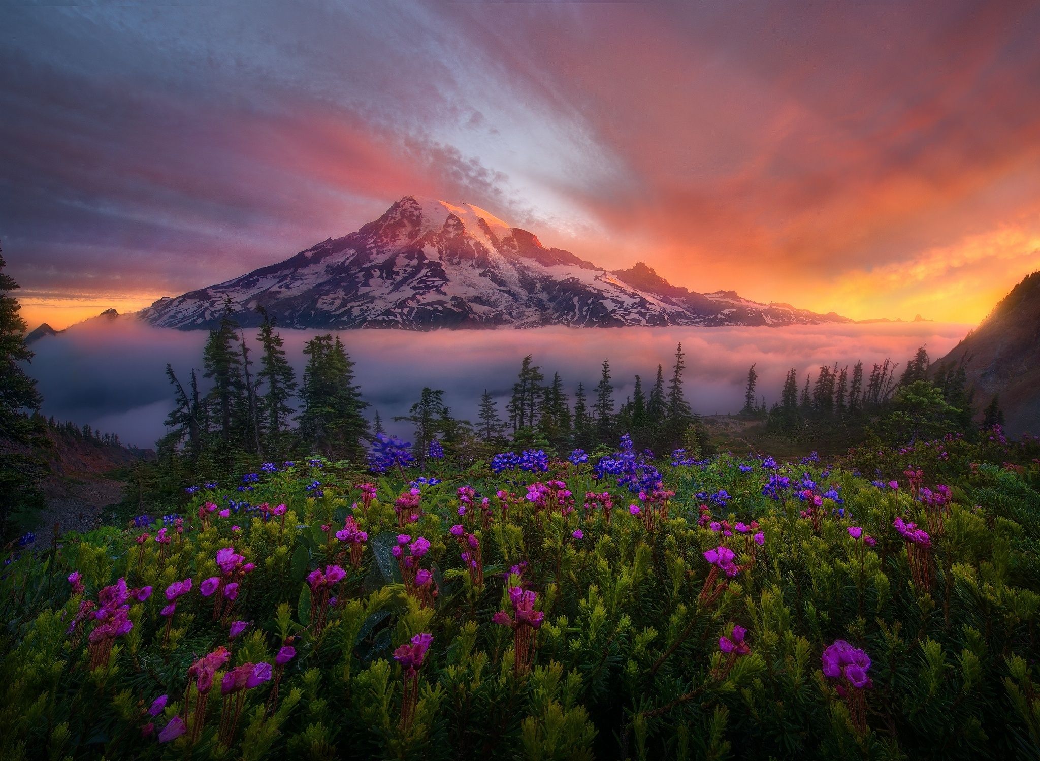 Mount Rainier Tahoma Sunrise Flower Landscape Mountain Cascade Range Washington Glow Fog Wallpaper:2048x1498