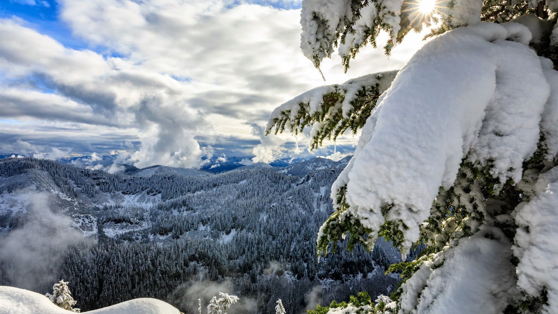 Wallpaper Okanogan Wenatchee National Forest, Cascade Range, Thick Snow, Trees, Winter 1920x1200 HD Picture, Image