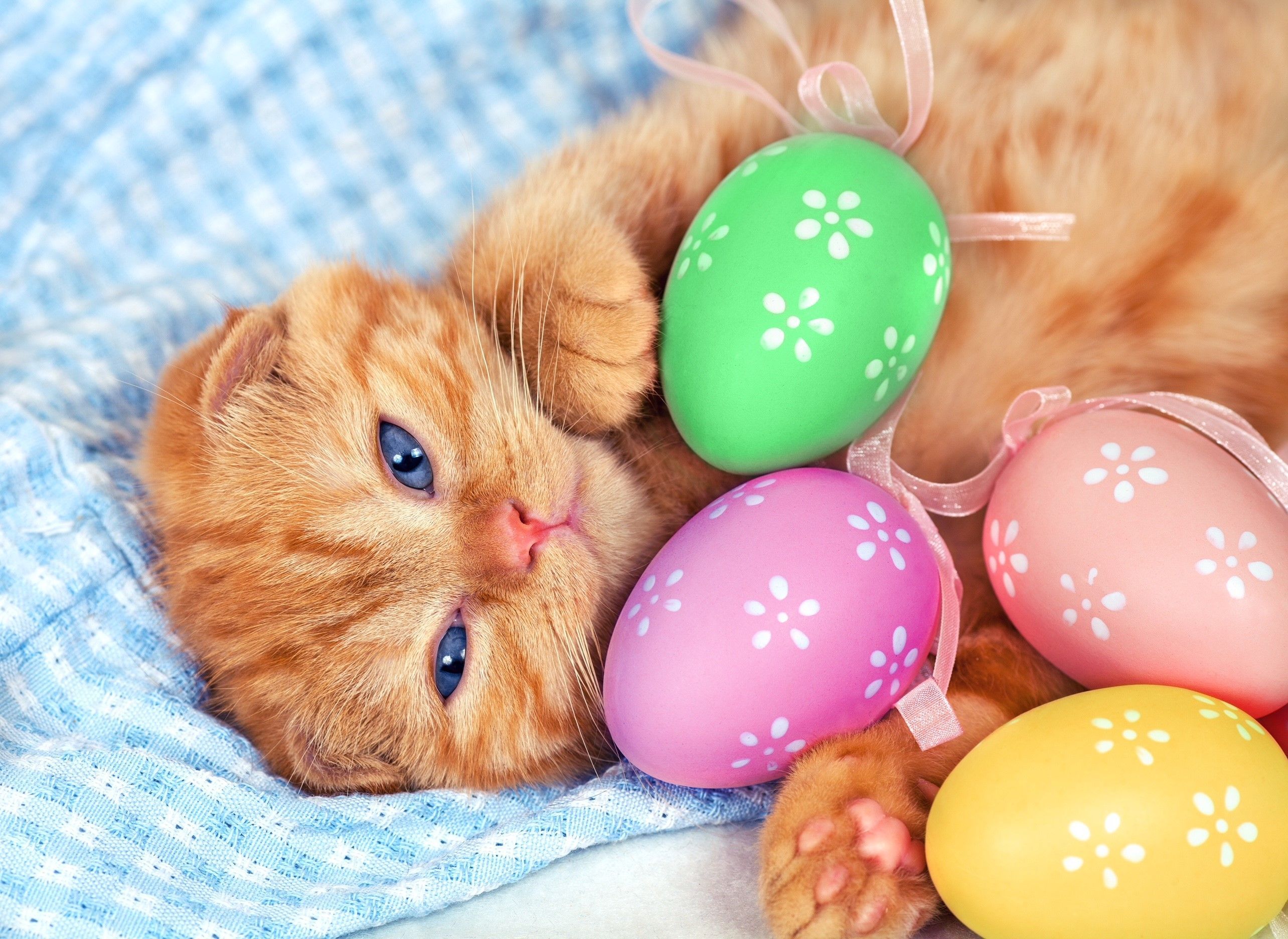 Easter fun with your cat. Kitten wallpaper, Easter cats, Kittens cutest