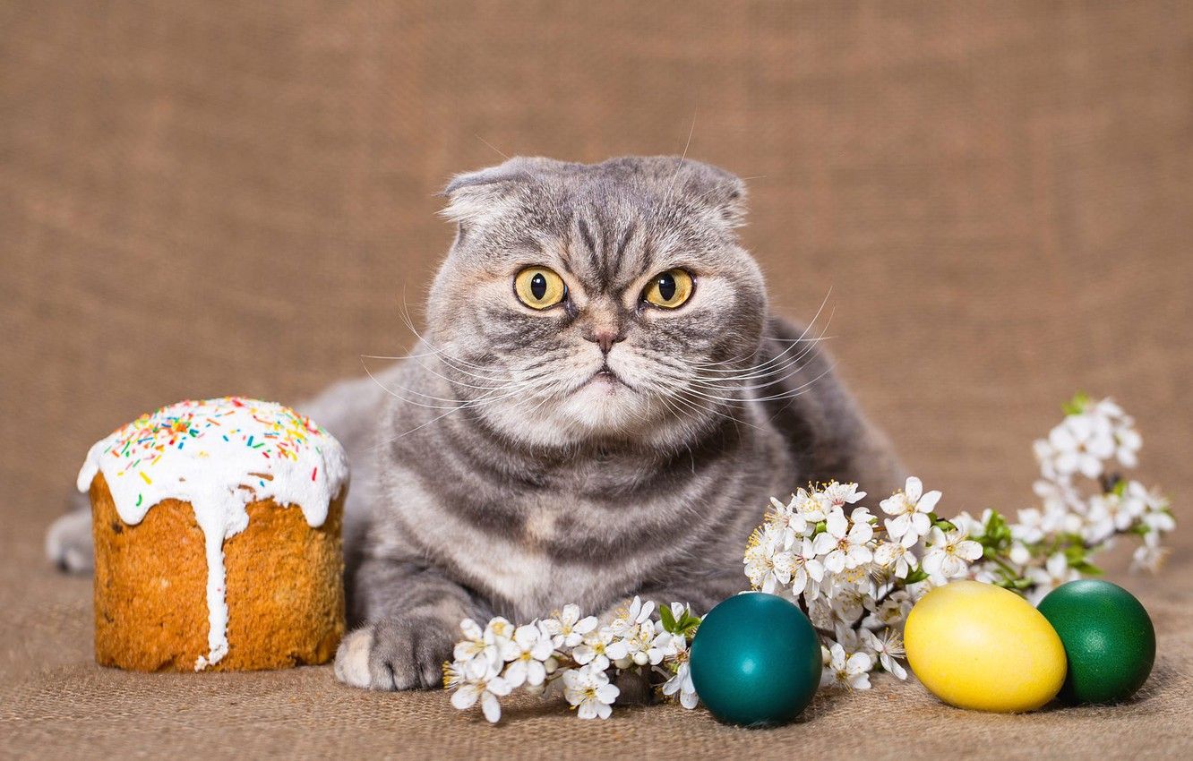 Wallpaper cat, cat, look, flowers, sprig, grey, background, holiday, eggs, spring, Easter, evil, grey, unhappy, cake, Scottish image for desktop, section кошки