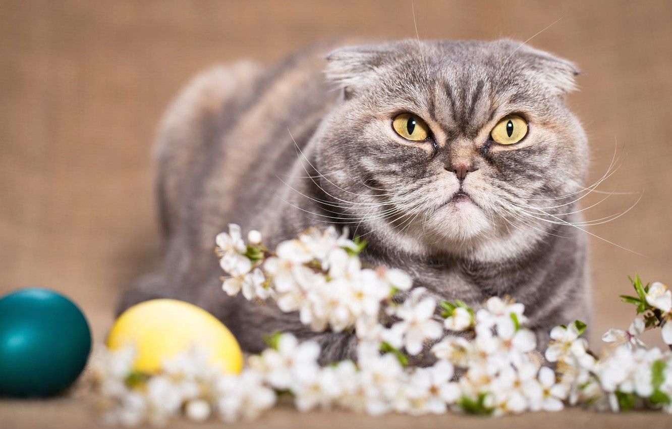 Wallpaper cat, cat, look, flowers, sprig, background, holiday, eggs, spring, Easter, evil, yellow eyes, painted, Scottish, Scottish fold, fold image for desktop, section кошки