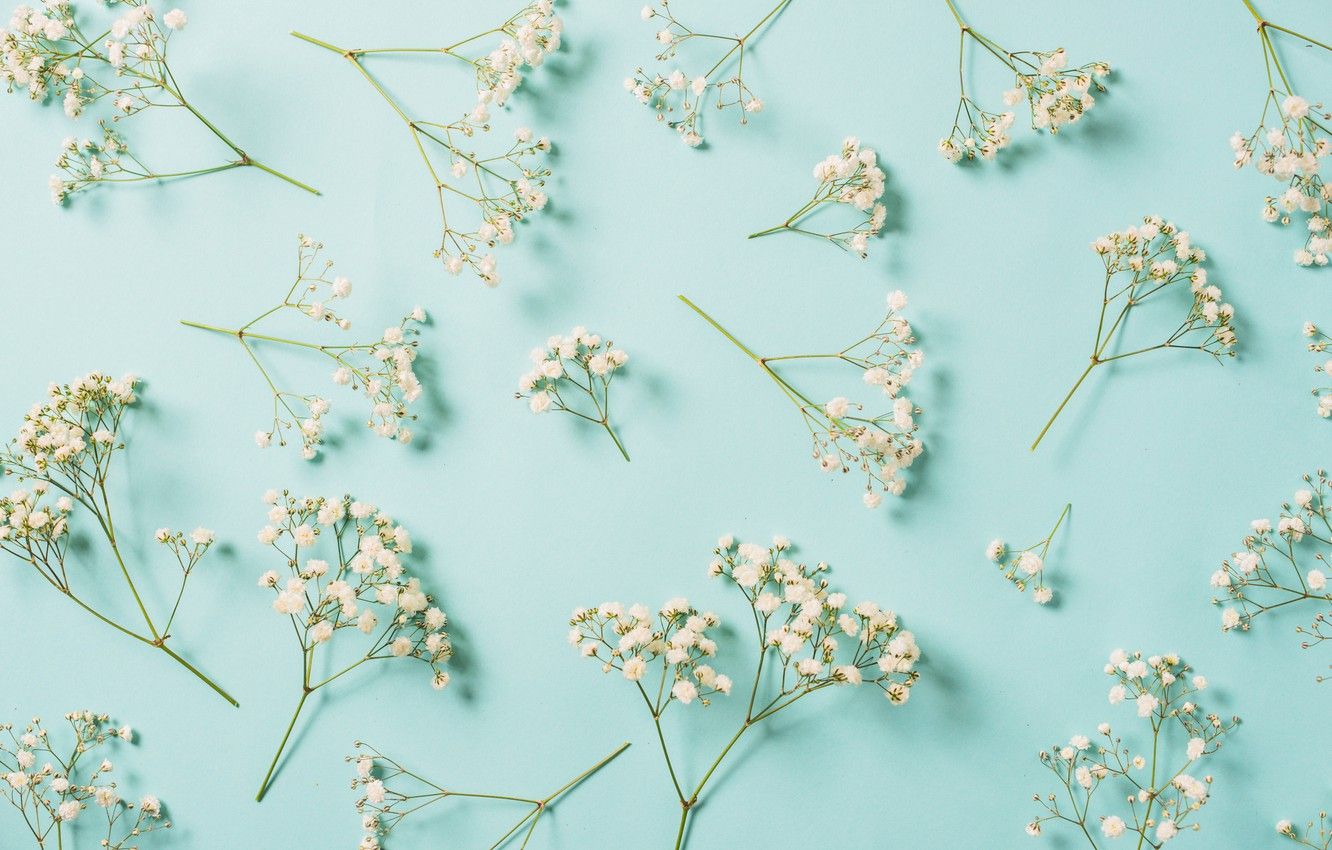 Wallpaper flowers, background, white, white, flowers, spring, floral image for desktop, section цветы