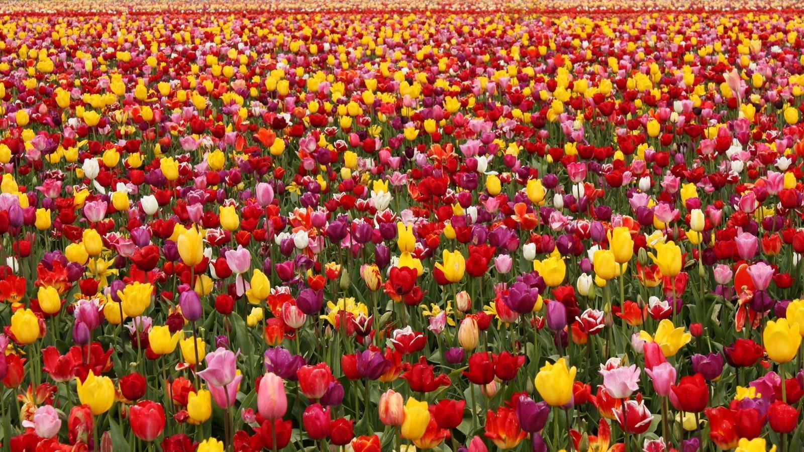 Download wallpaper 1600x900 tulips, flowers, field, different, lots, spring widescreen 16:9 HD background