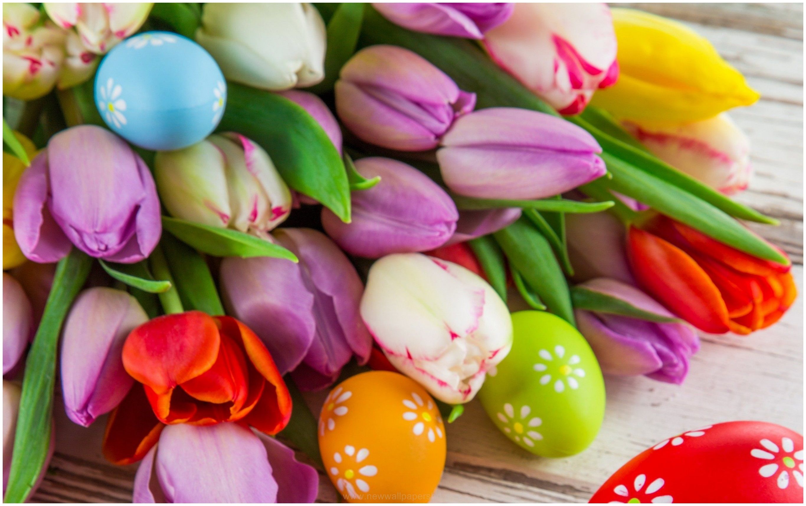 Free download EASTER EGGS AND TULIP FLOWERS HD WALLPAPER 9HD Wallpaper [2732x1714] for your Desktop, Mobile & Tablet. Explore Easter Eggs HD Wallpaper. Easter Eggs HD Wallpaper, Easter Eggs