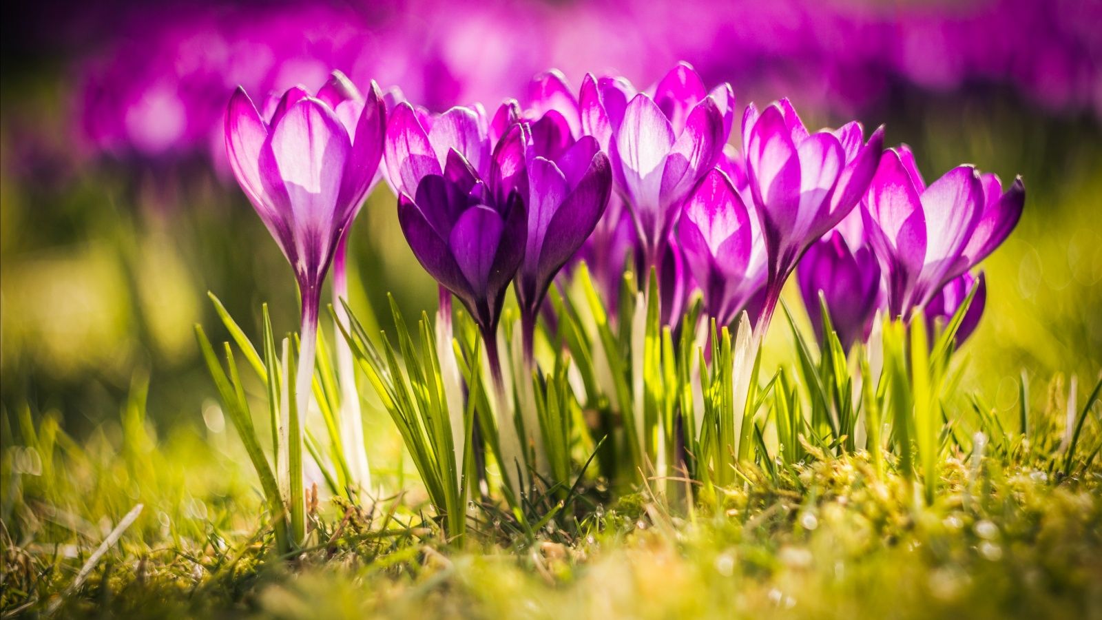 Free download Crocus Flower With Grass Spring Wallpaper 1600x900 464532 [ 1600x900] for your Desktop, Mobile & Tablet. Explore 1600 x 900 Spring Wallpaper X 900 HD Wallpaper, Free Springtime Wallpaper Downloads, 1600 x 900 Fall Wallpaper