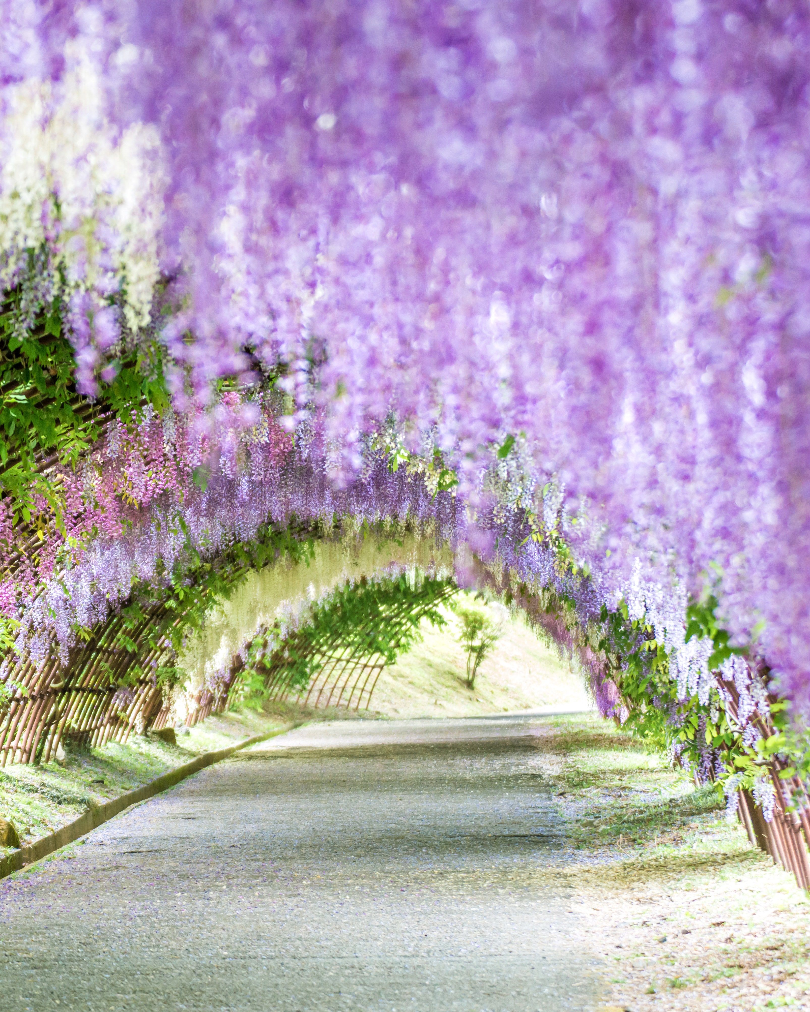 Spring Flower Picture from Around the World. Condé Nast Traveler