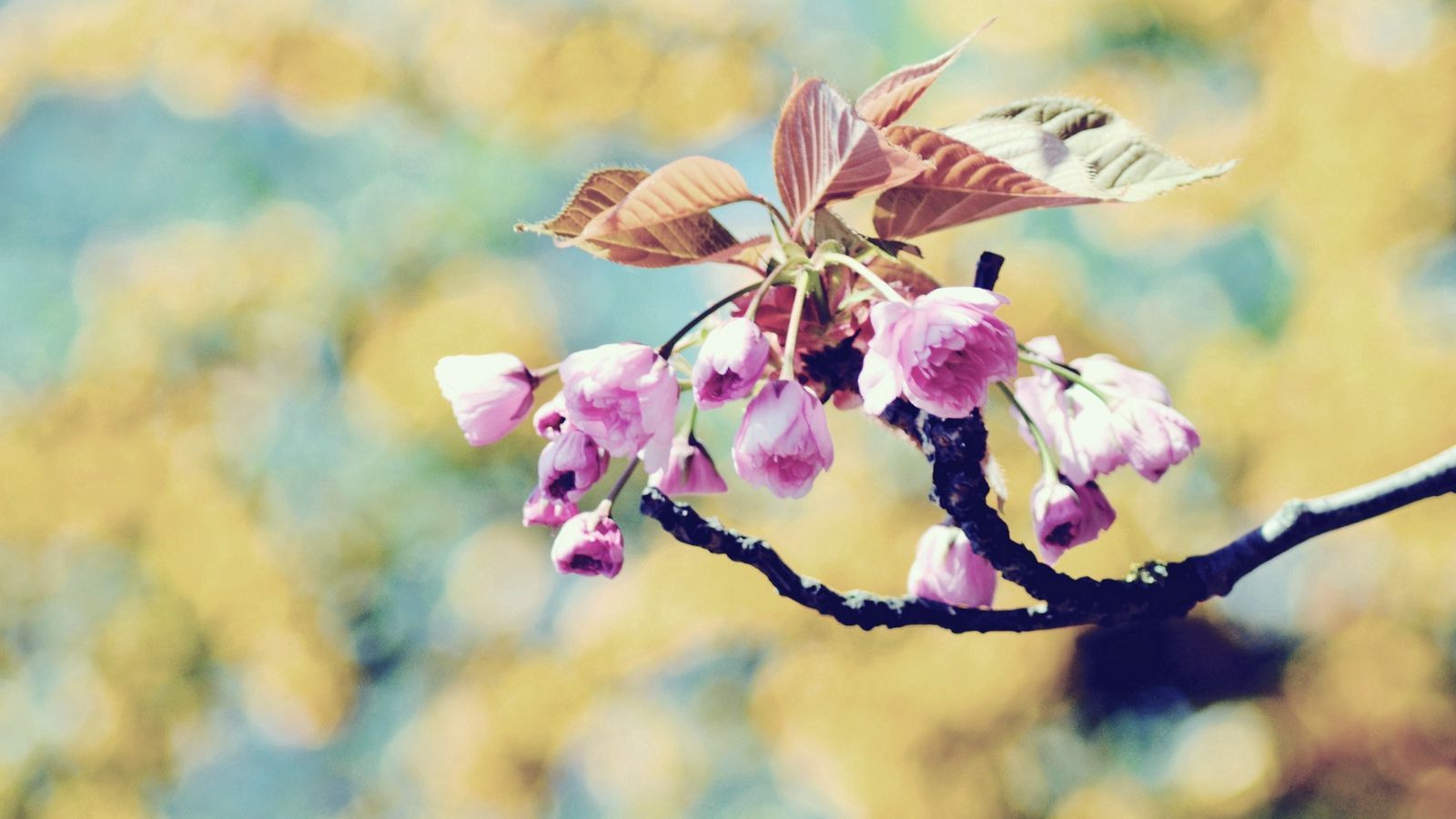 Download wallpaper 1600x900 branch, bloom, plant, spring widescreen 16:9 HD background