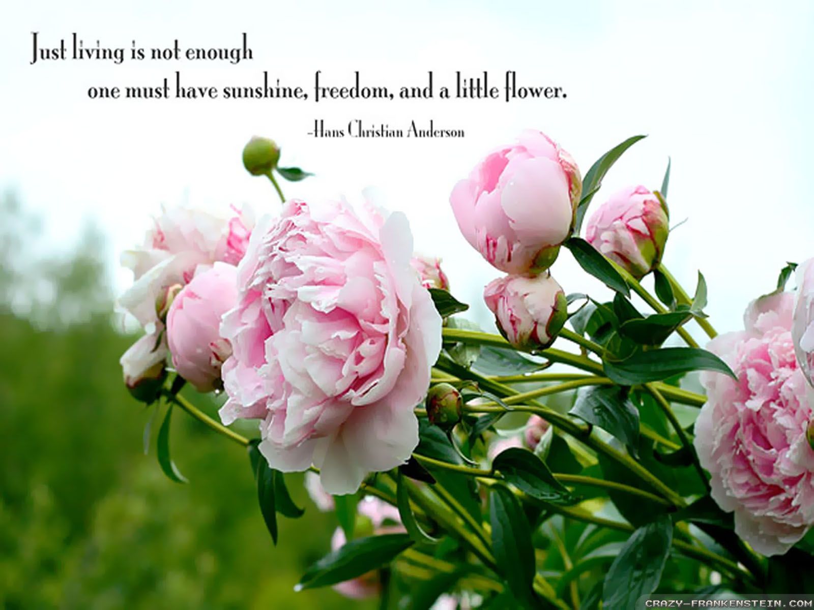 Flower Easter Quotes Wallpaper. Flower quotes, Good morning flowers, Morning flowers