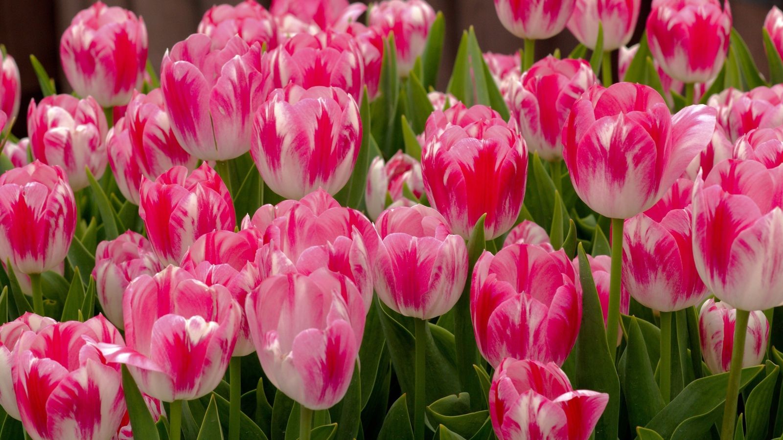 Beautiful gentle spring flowers tulips Desktop wallpaper 1600x900