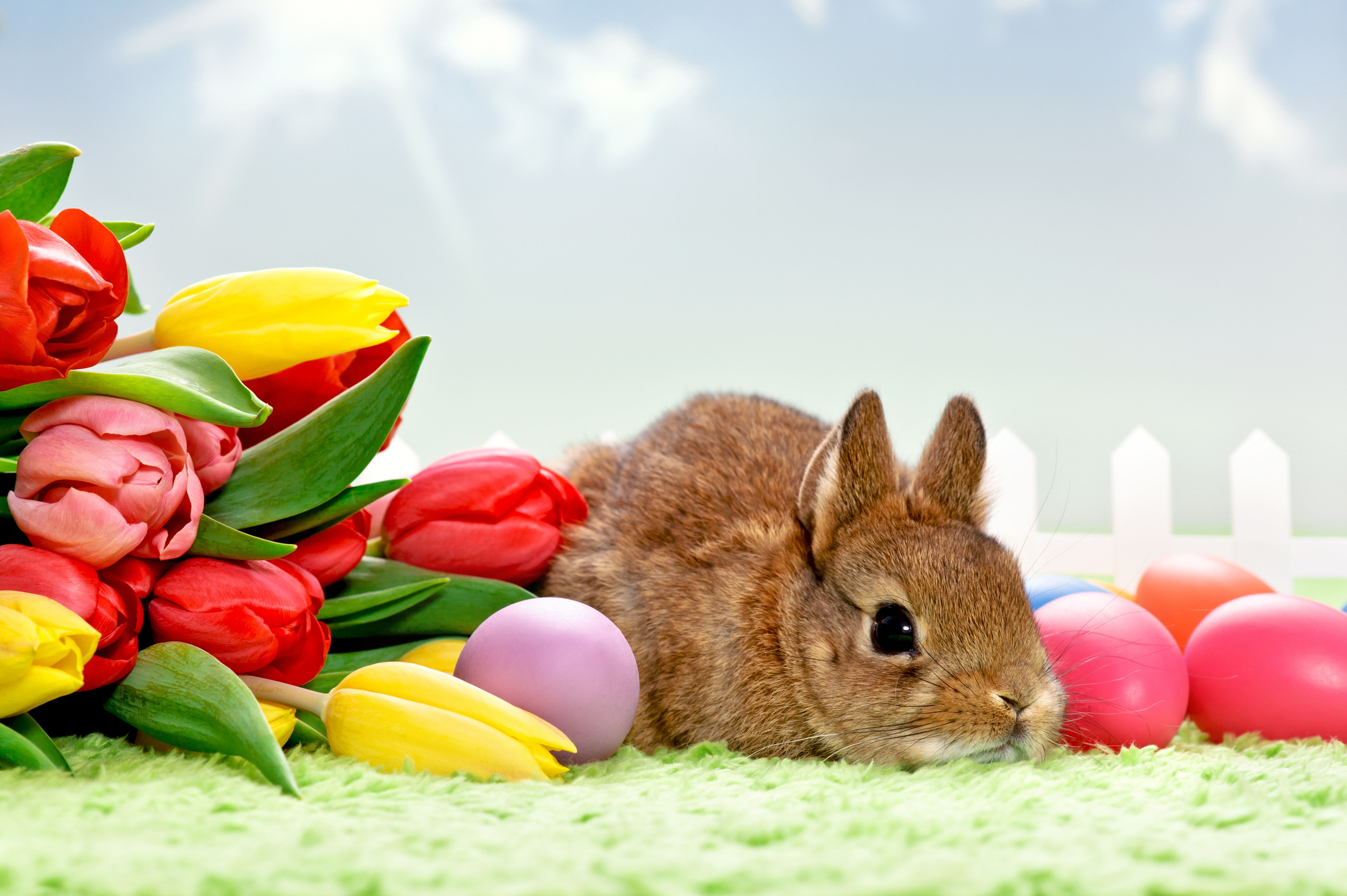 Tulips And Easter Bunny Wallpaper And Image Wallpaper HD Wallpaper