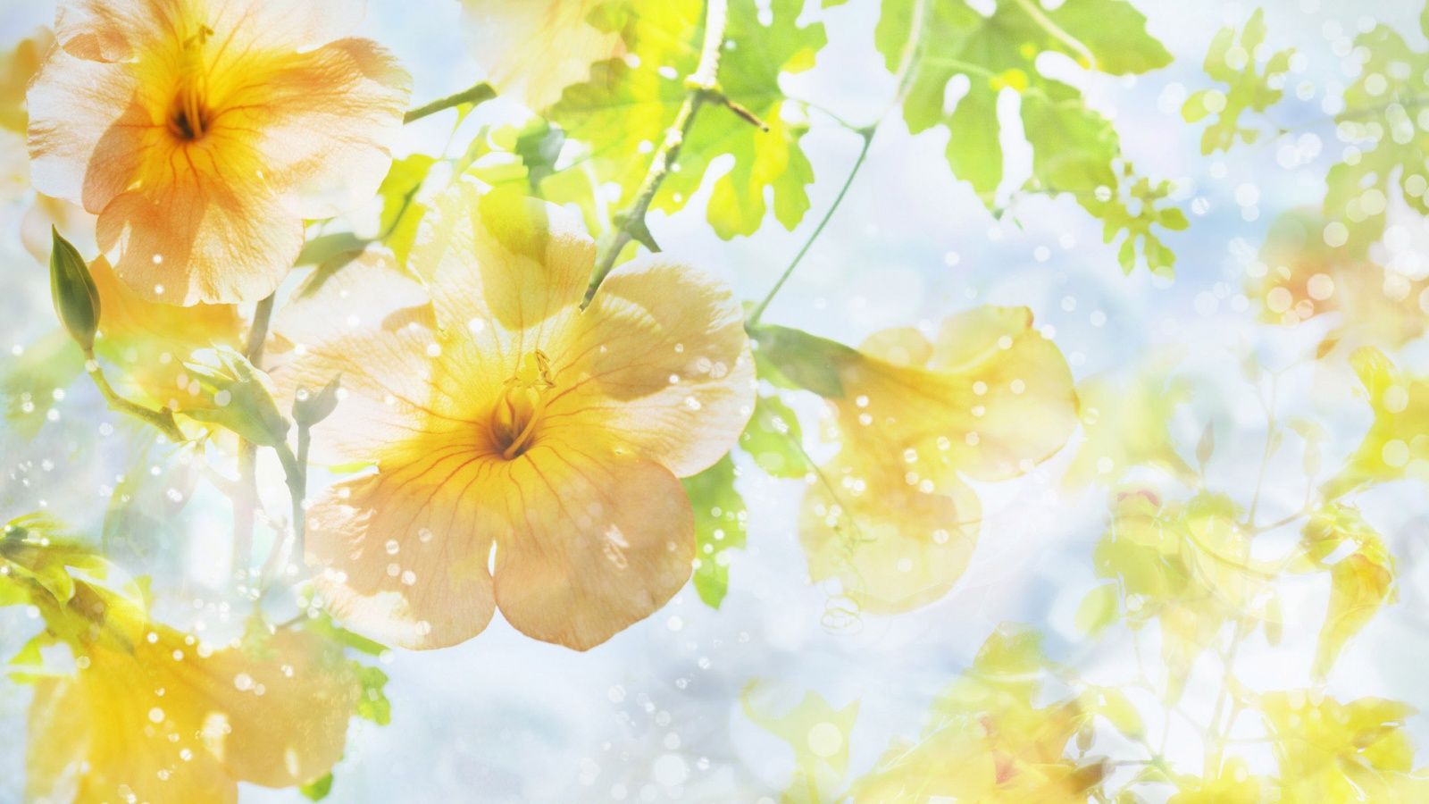 Yellow flowers sunshine HD wallpaperx900
