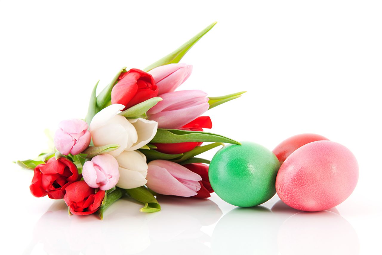 Desktop Wallpaper Easter egg bouquet tulip flower White background