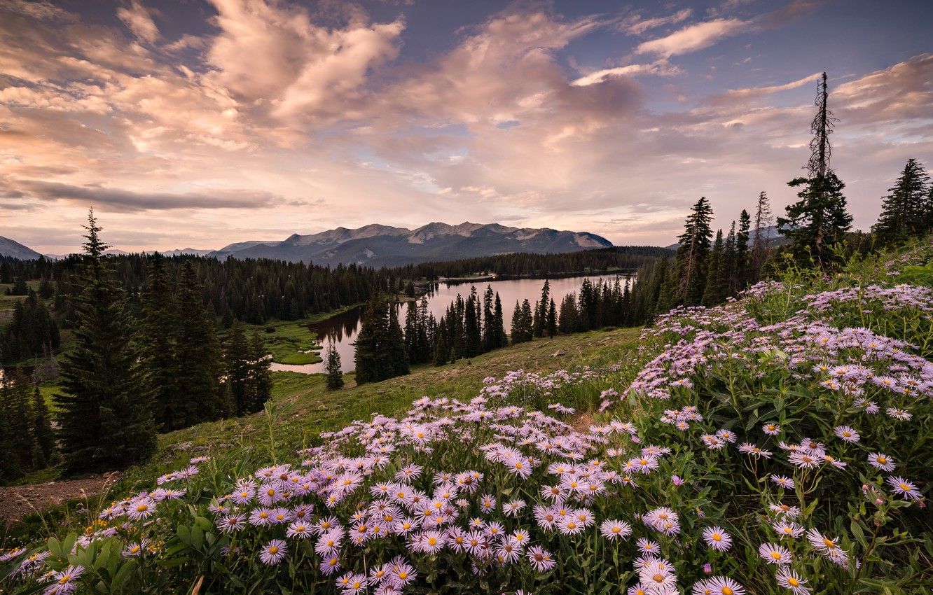 Wallpaper field, forest, summer, the sky, clouds, landscape, flowers, mountains, nature, lake, river, the slopes, view, beauty, dal, the evening image for desktop, section пейзажи
