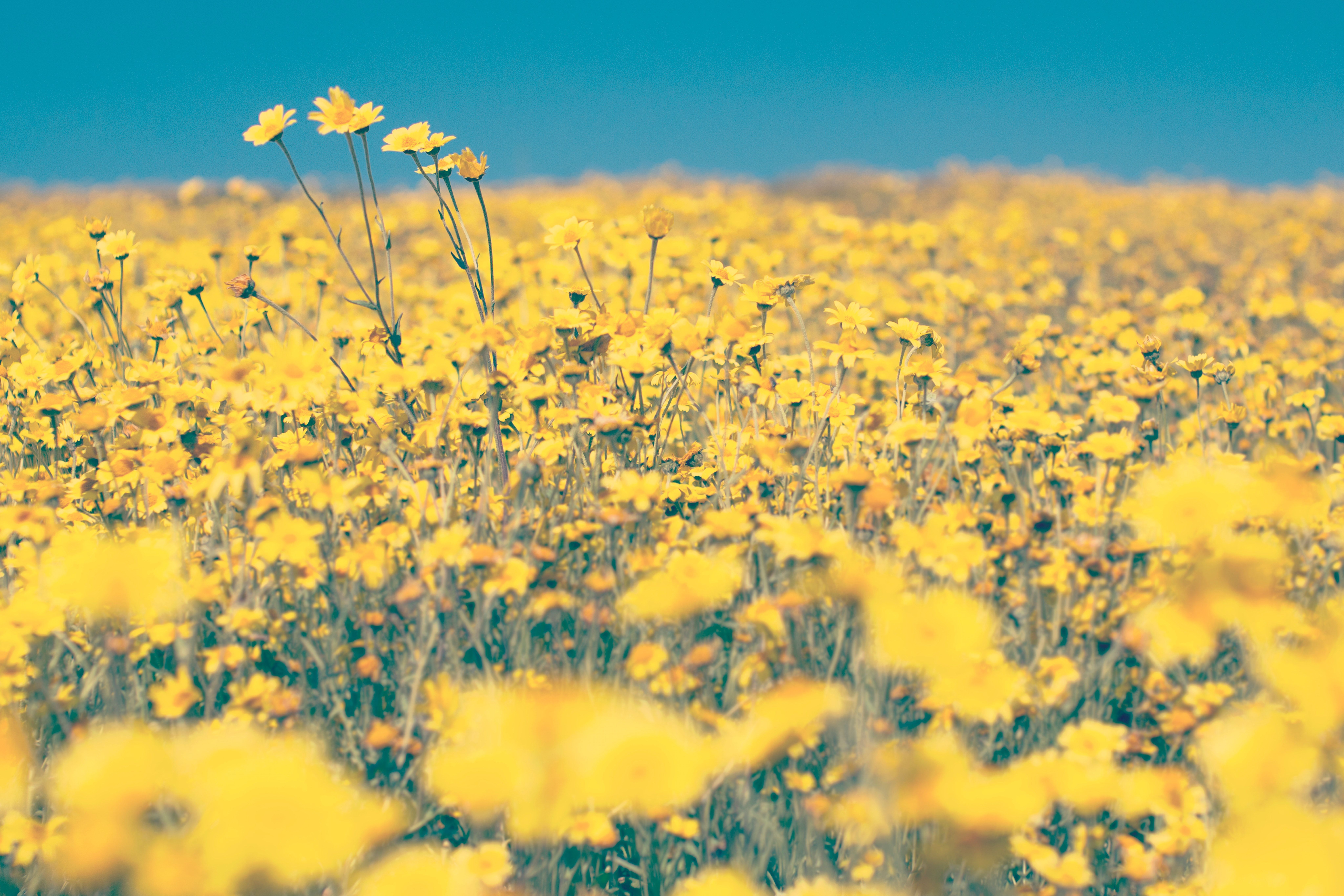 Yellow Flower Aesthetic Wallpaper