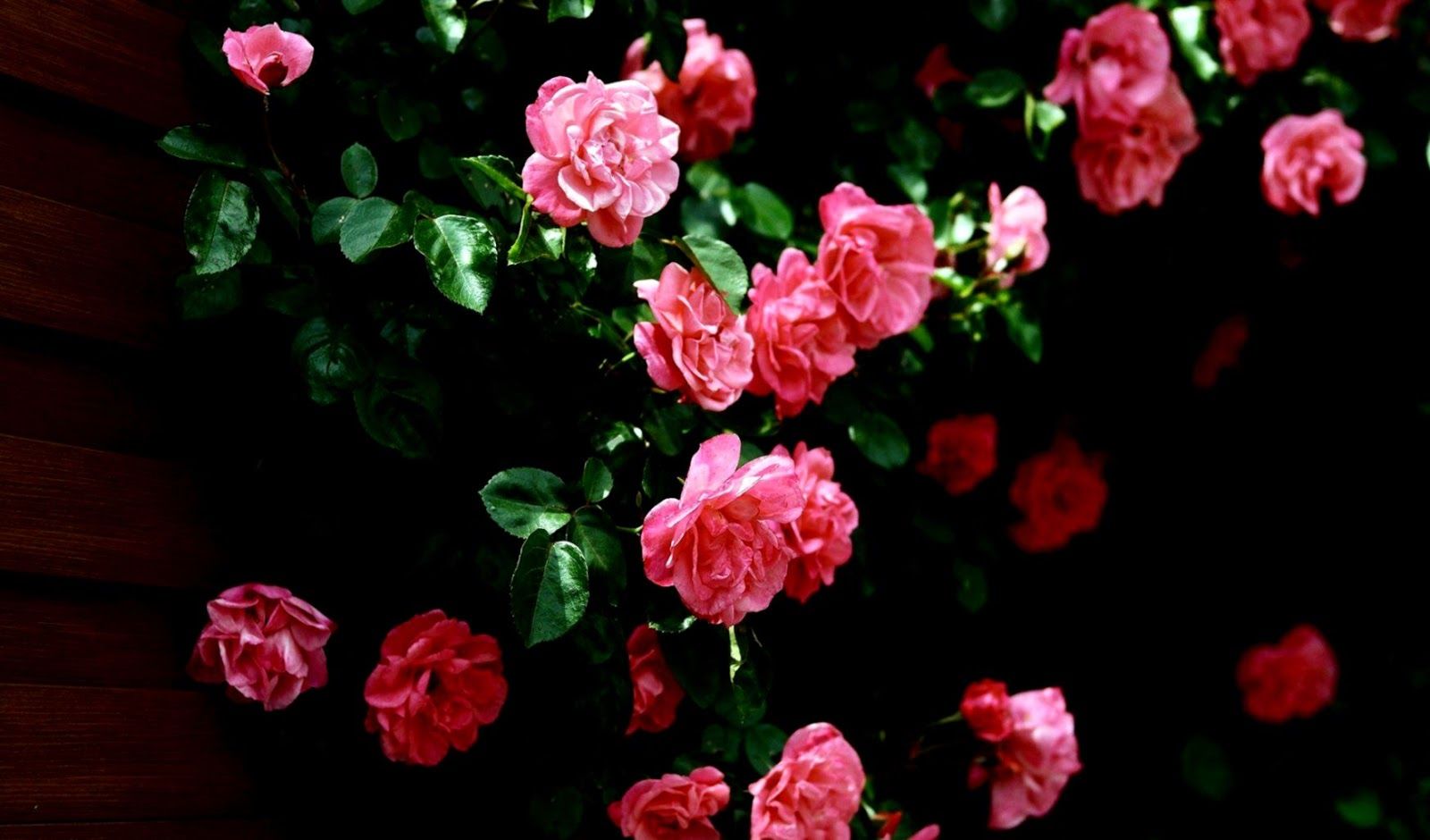 Free download Rose Flowers Desktop Wallpaper Download The Last Wallpaper [1600x940] for your Desktop, Mobile & Tablet. Explore Desktop Background Flowers. Spring Flowers Wallpaper, Flower Image Wallpaper