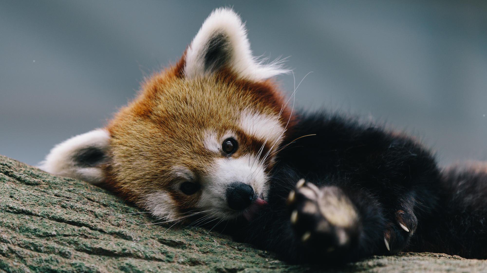 Baby Cute Red Panda Wallpaper
