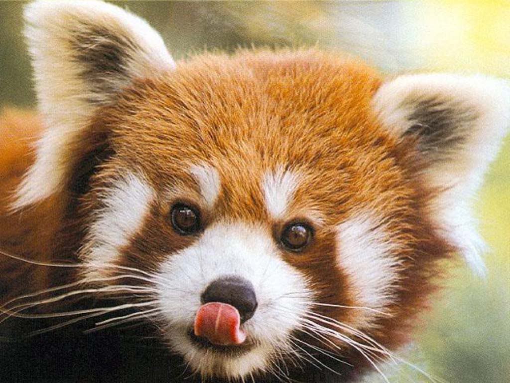 Free download Cute Baby Red Pandas Background 1 HD Wallpaper [1024x768] for your Desktop, Mobile & Tablet. Explore Baby Red Panda Wallpaper. Panda Bear Wallpaper, Panda HD Wallpaper, Cute Baby Panda Wallpaper