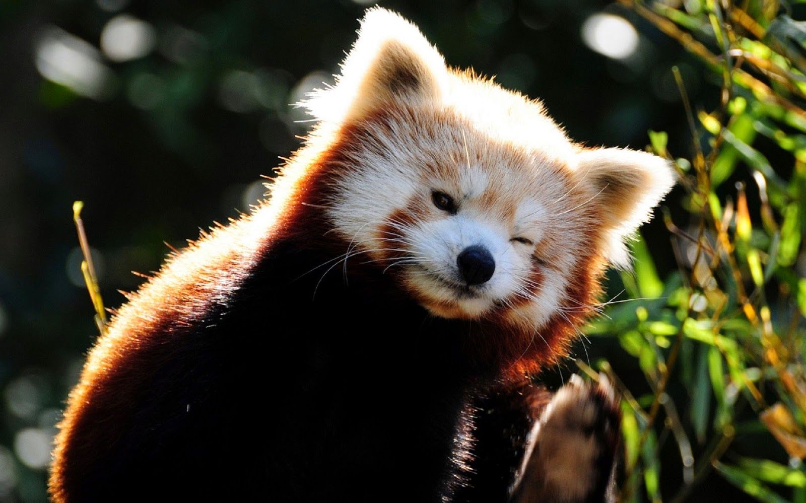 Amazing Creatures: 40 Adorable red panda picture (40 pics)