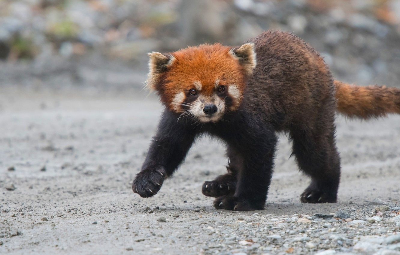 Wallpaper baby, cub, red Panda image for desktop, section животные