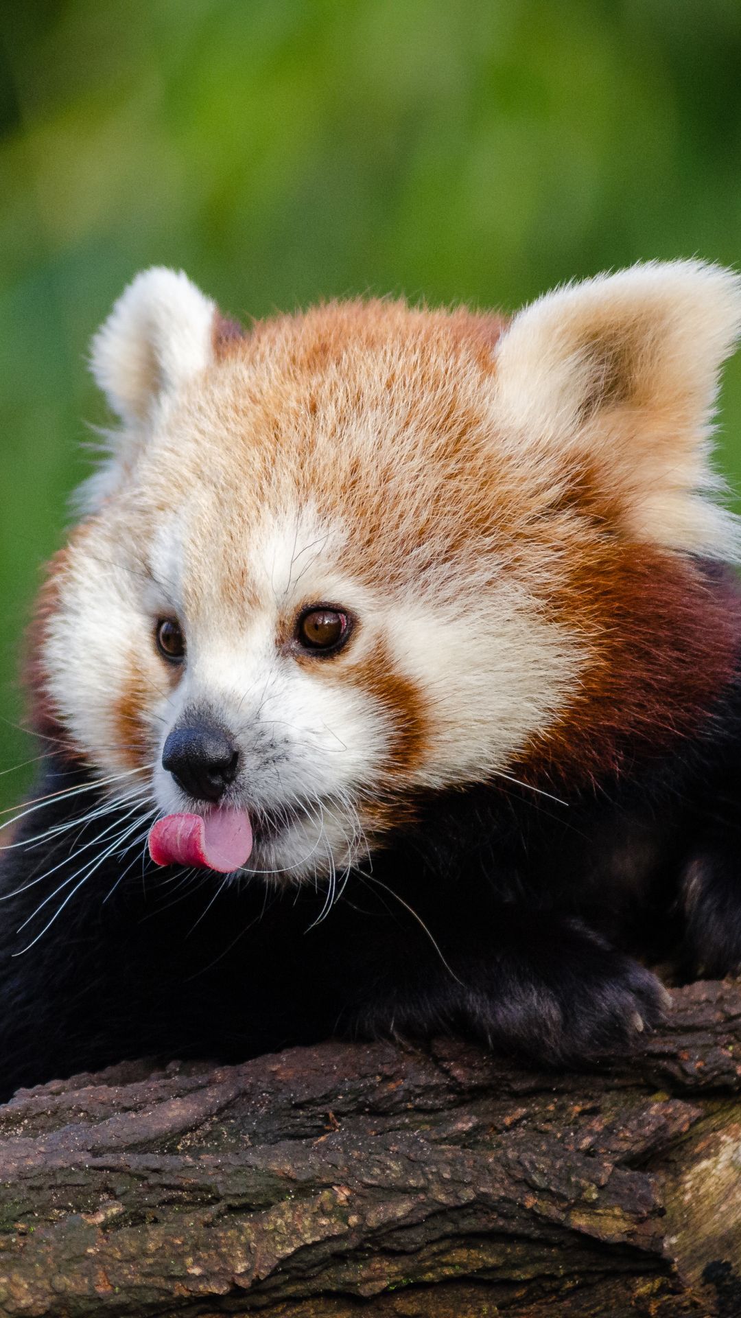 Animal / Red Panda (1080x1920) Mobile Wallpaper. Red panda cute, Red panda, Red panda baby