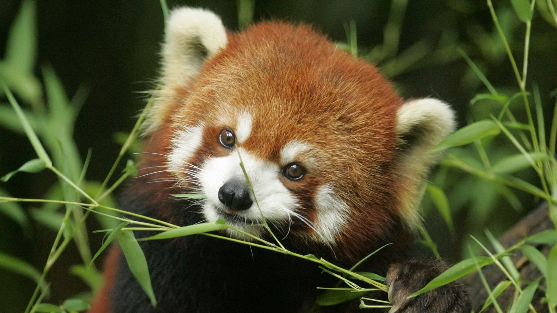 Red Panda Background