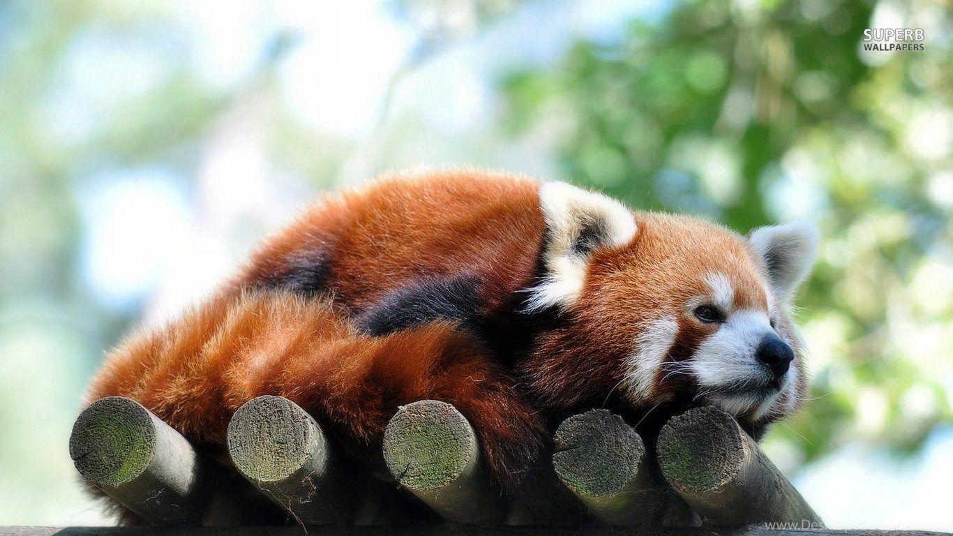 Justpict.com Baby Red Pandas Wallpaper Desktop Background