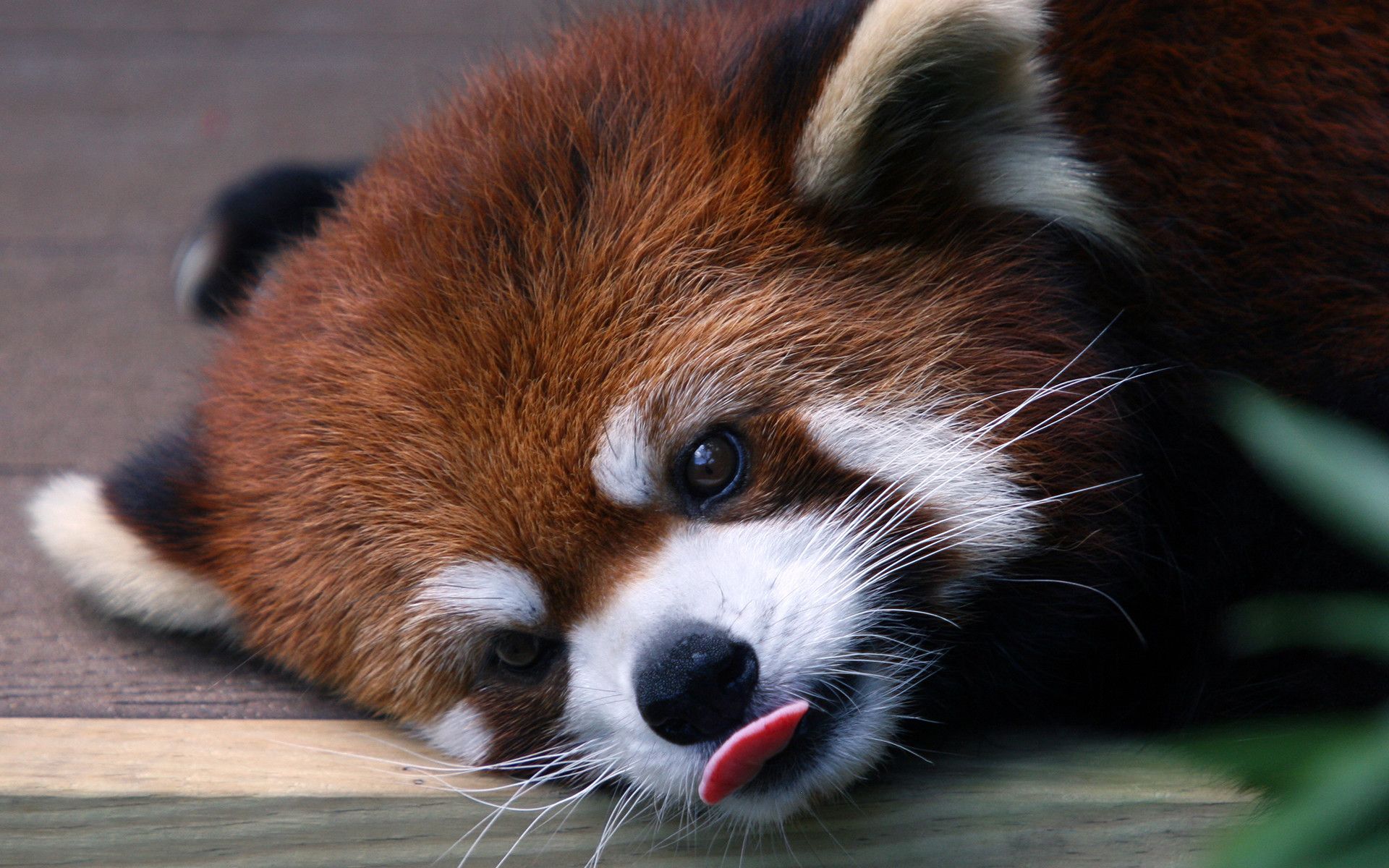 Red Panda Wallpaper background picture