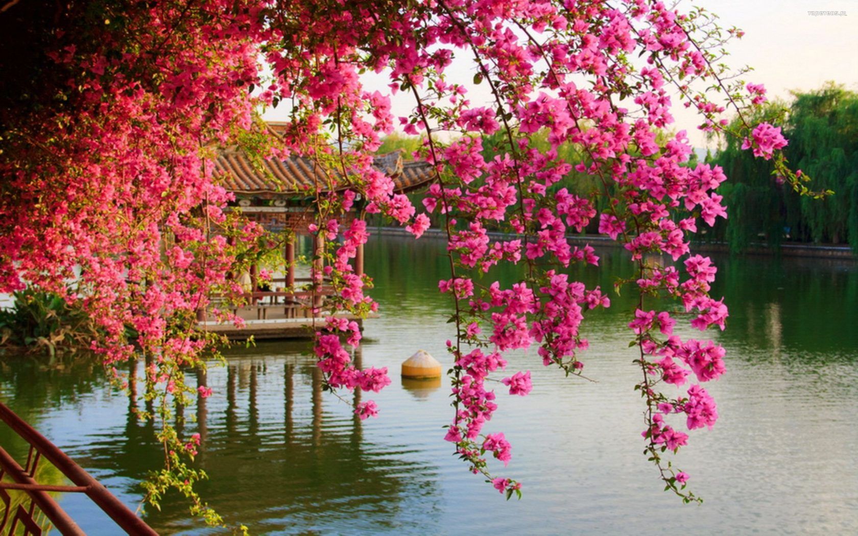 Pink Spring Flowers In The Park Chinese Kunming China HD Wallpaper, Wallpaper13.com