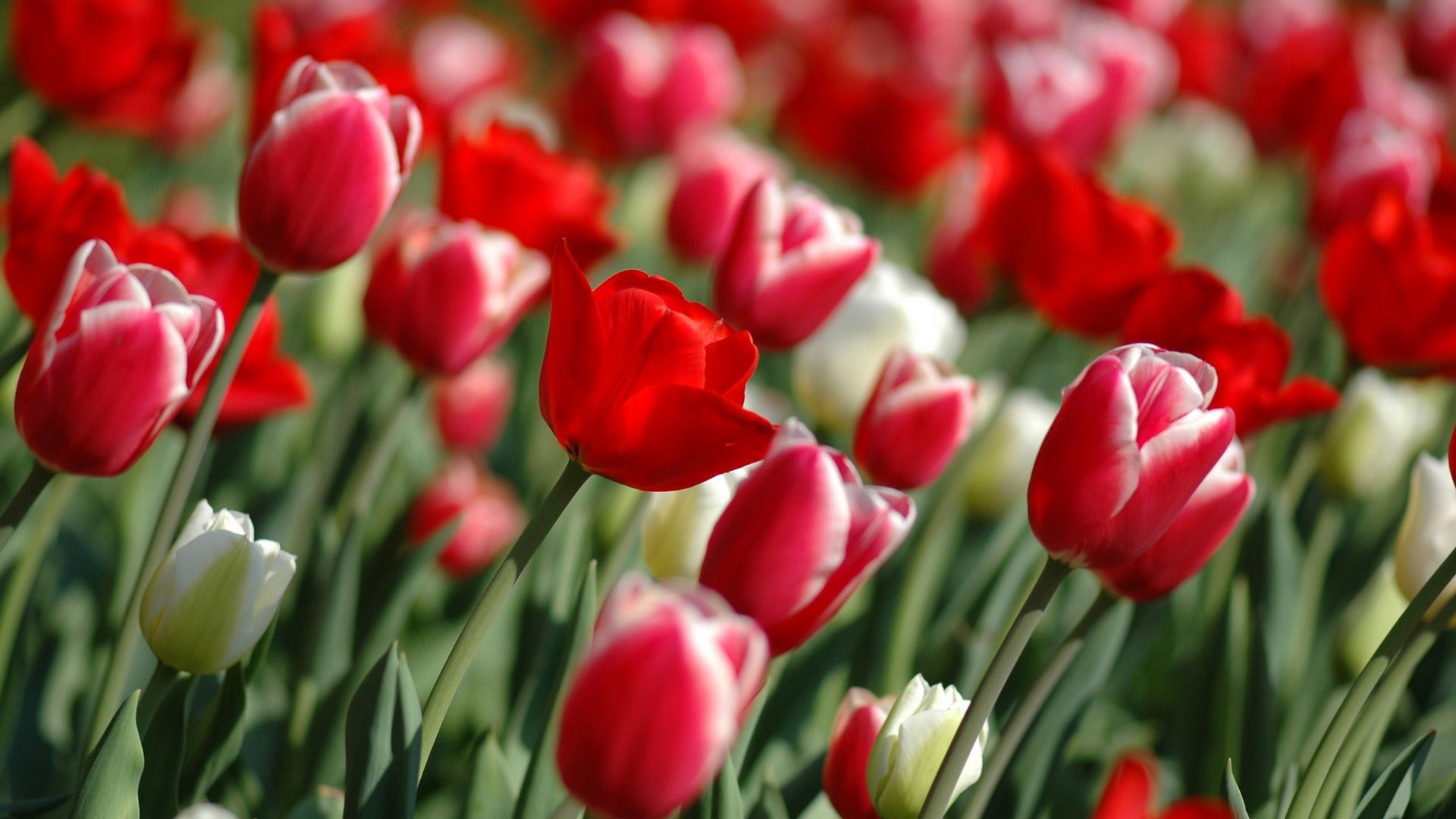 Free download Red Tulips in spring Facebook Covers Wallpaper HD [1920x1200] for your Desktop, Mobile & Tablet. Explore Spring Wallpaper for Facebook. Free Spring Wallpaper, Free Spring Wallpaper 1024x